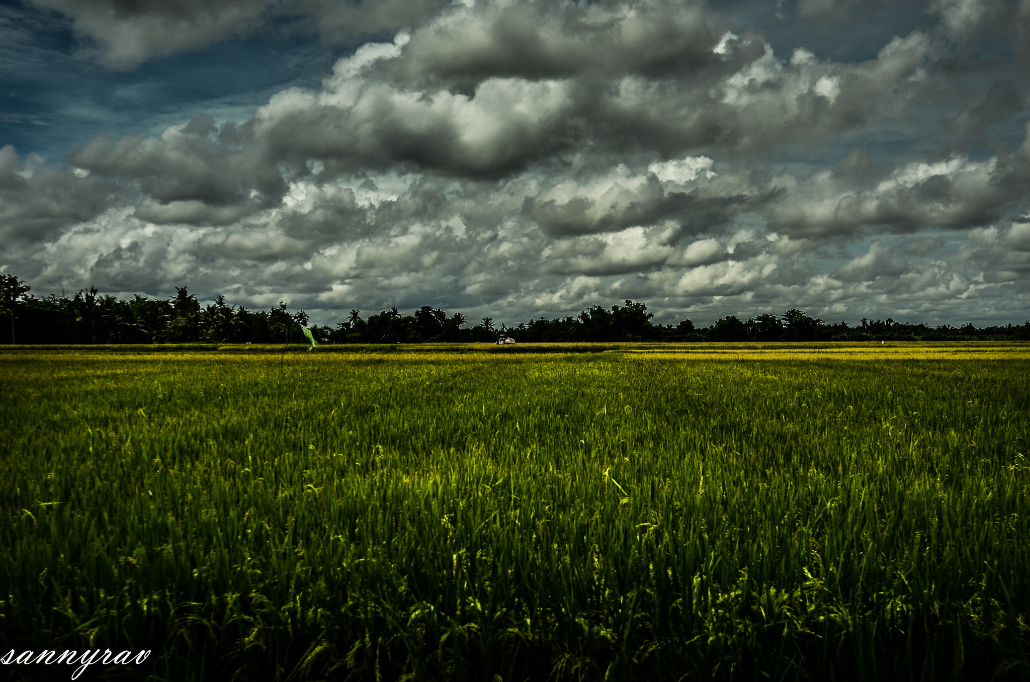 Nikon D7000 + Nikon AF Nikkor 24mm F2.8D sample photo. Ricefields photography