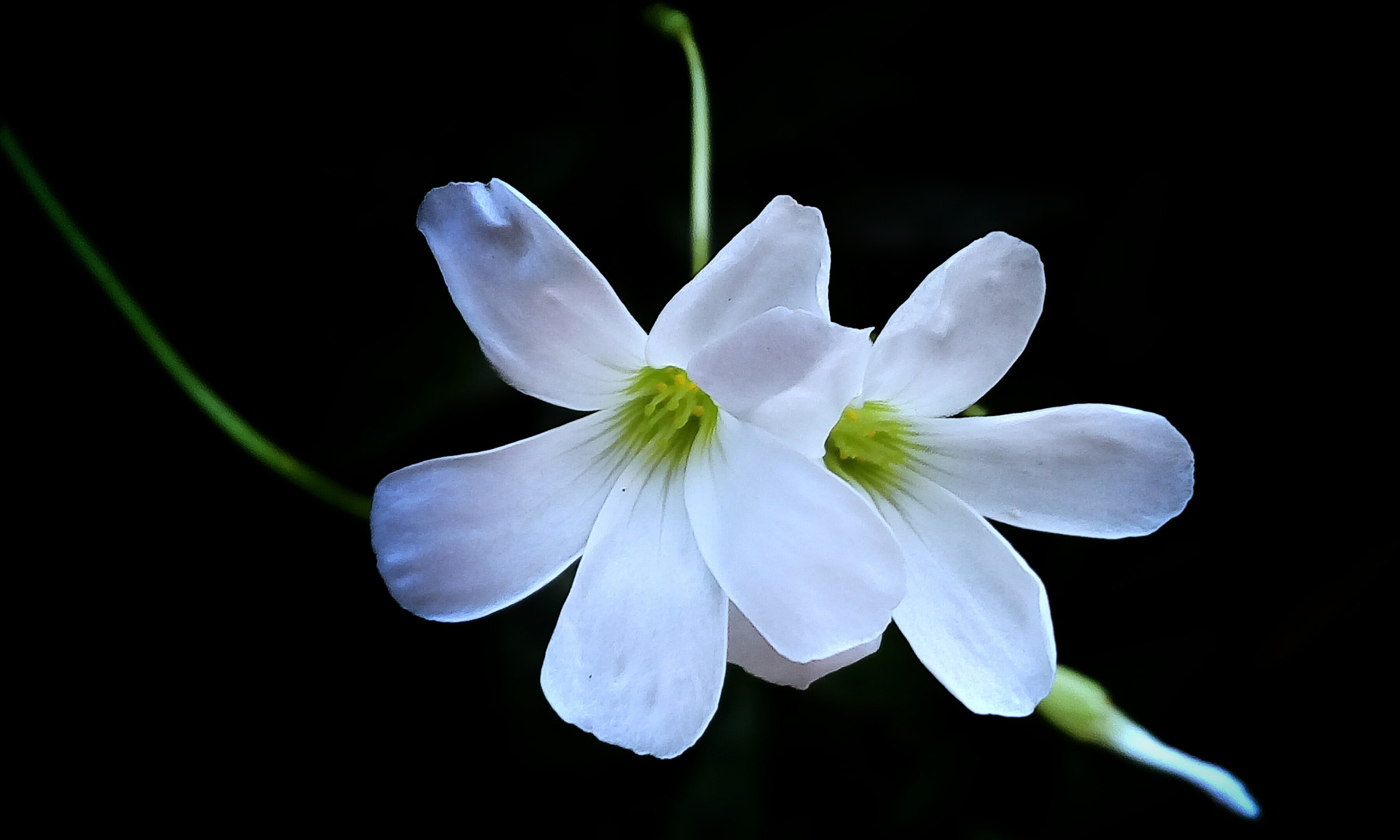 Symphony i10 sample photo