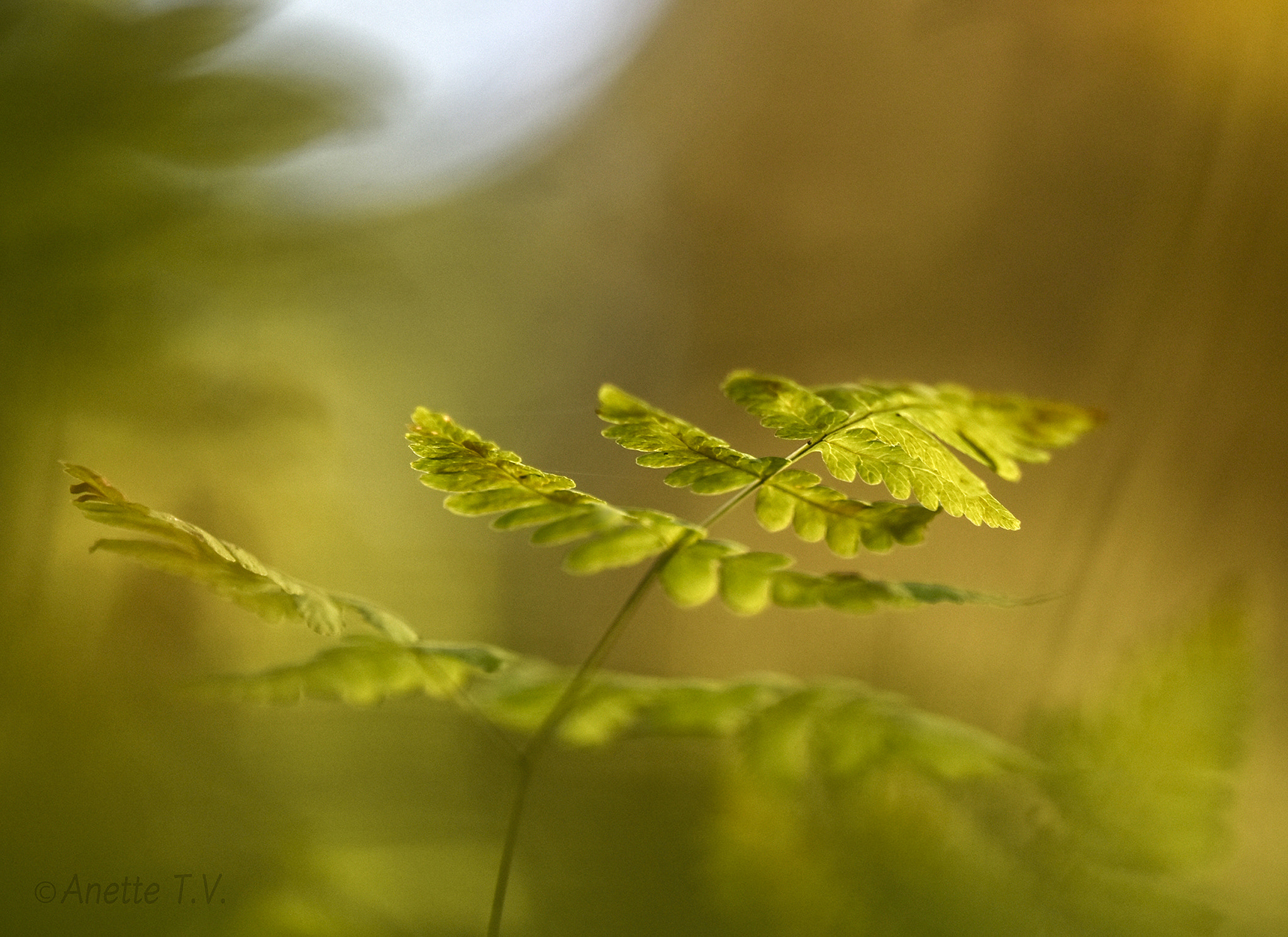 Nikon AF-S Micro-Nikkor 105mm F2.8G IF-ED VR sample photo. Forest floor .. photography