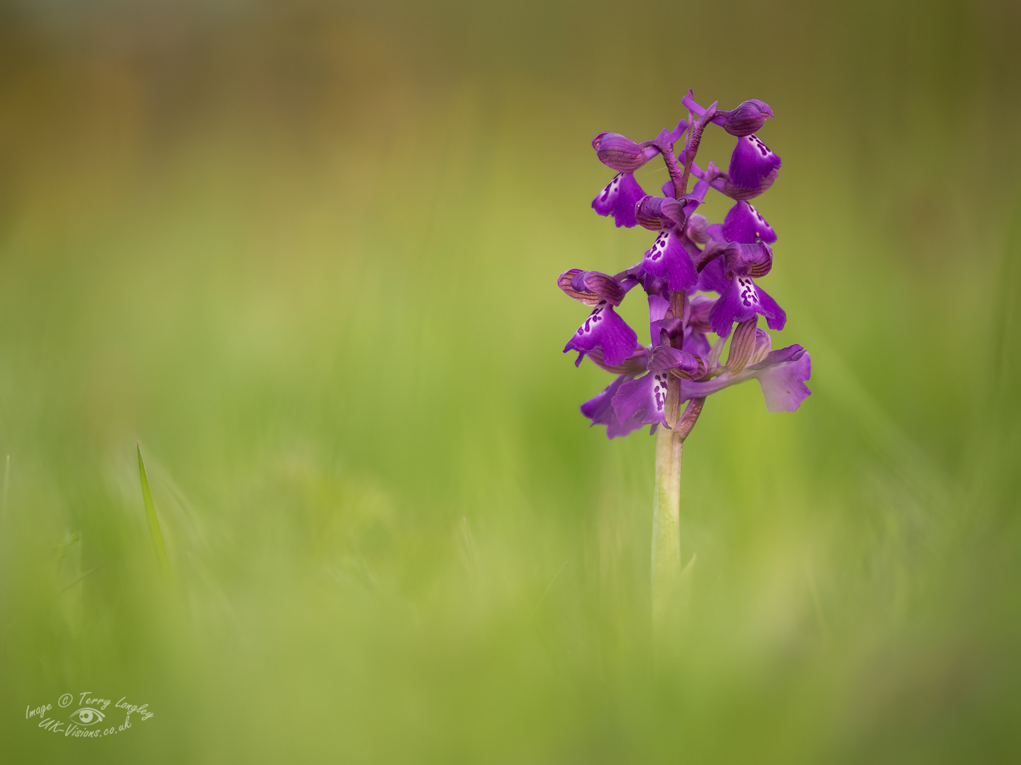 Panasonic Lumix DMC-G6 sample photo. Green -winged orchid photography