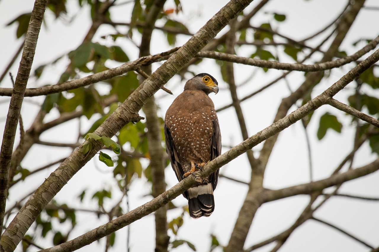Canon EF 100-400mm F4.5-5.6L IS USM sample photo. Bird of prey photography
