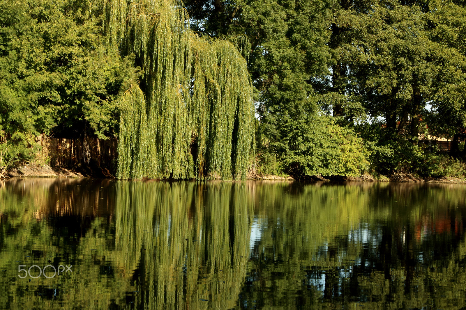 Canon EOS 760D (EOS Rebel T6s / EOS 8000D) + Canon TS-E 90mm F2.8 Tilt-Shift sample photo. Forest lake photography