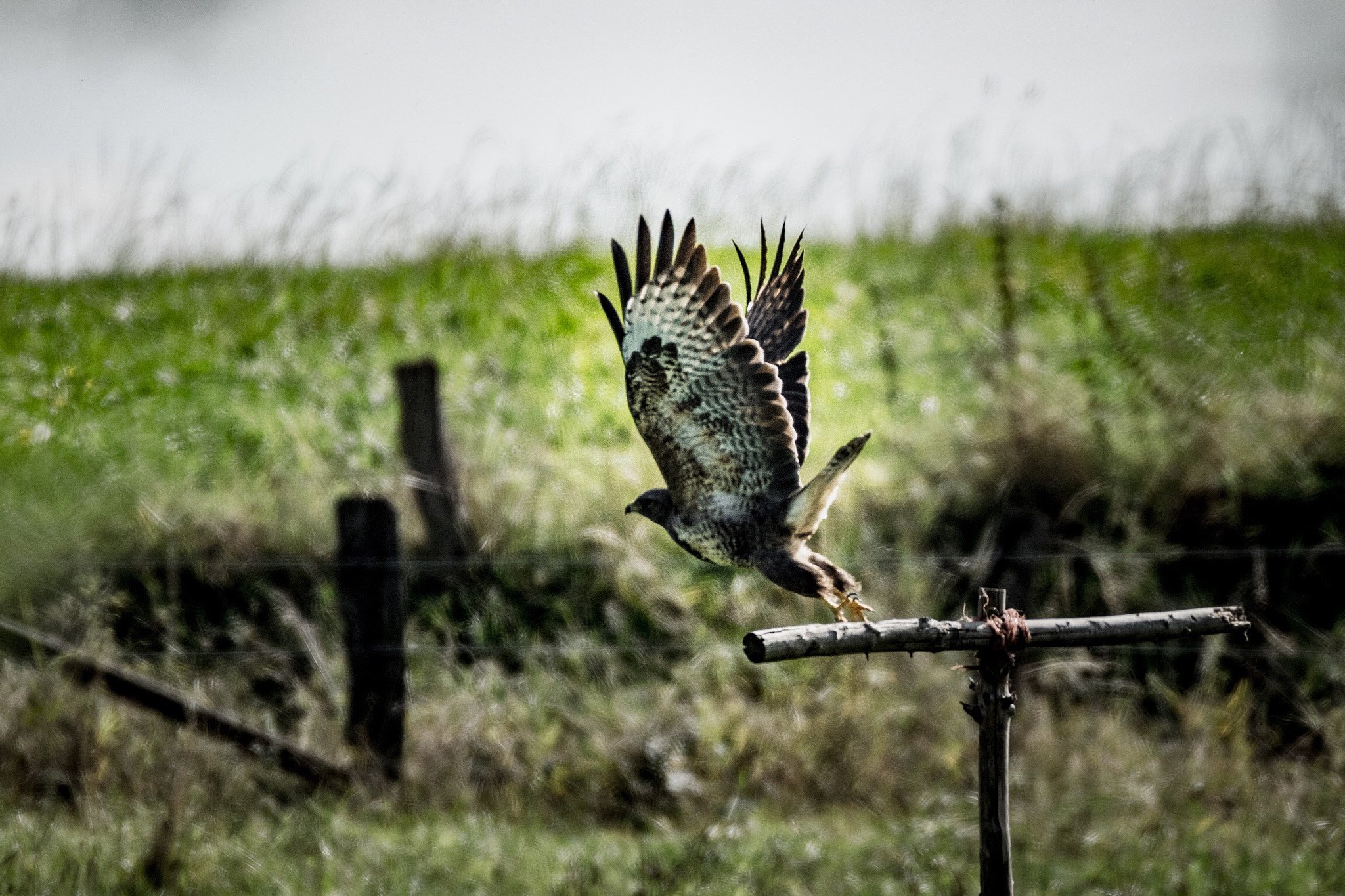 Nikon D5300 + Sigma 150-600mm F5-6.3 DG OS HSM | C sample photo. I wish i could fly!!! photography