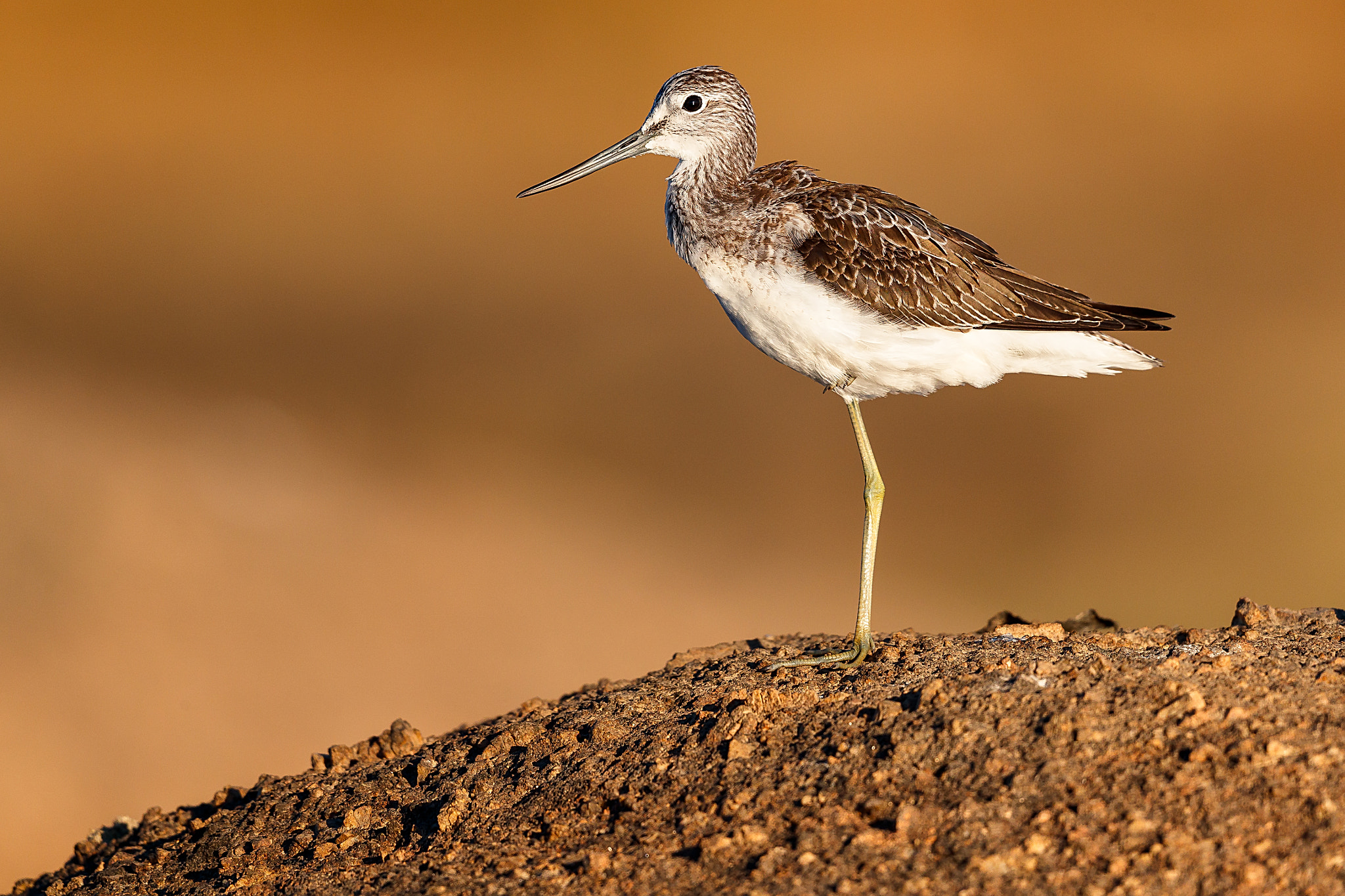 Canon EF 500mm F4L IS II USM sample photo. Tringa nebularia photography