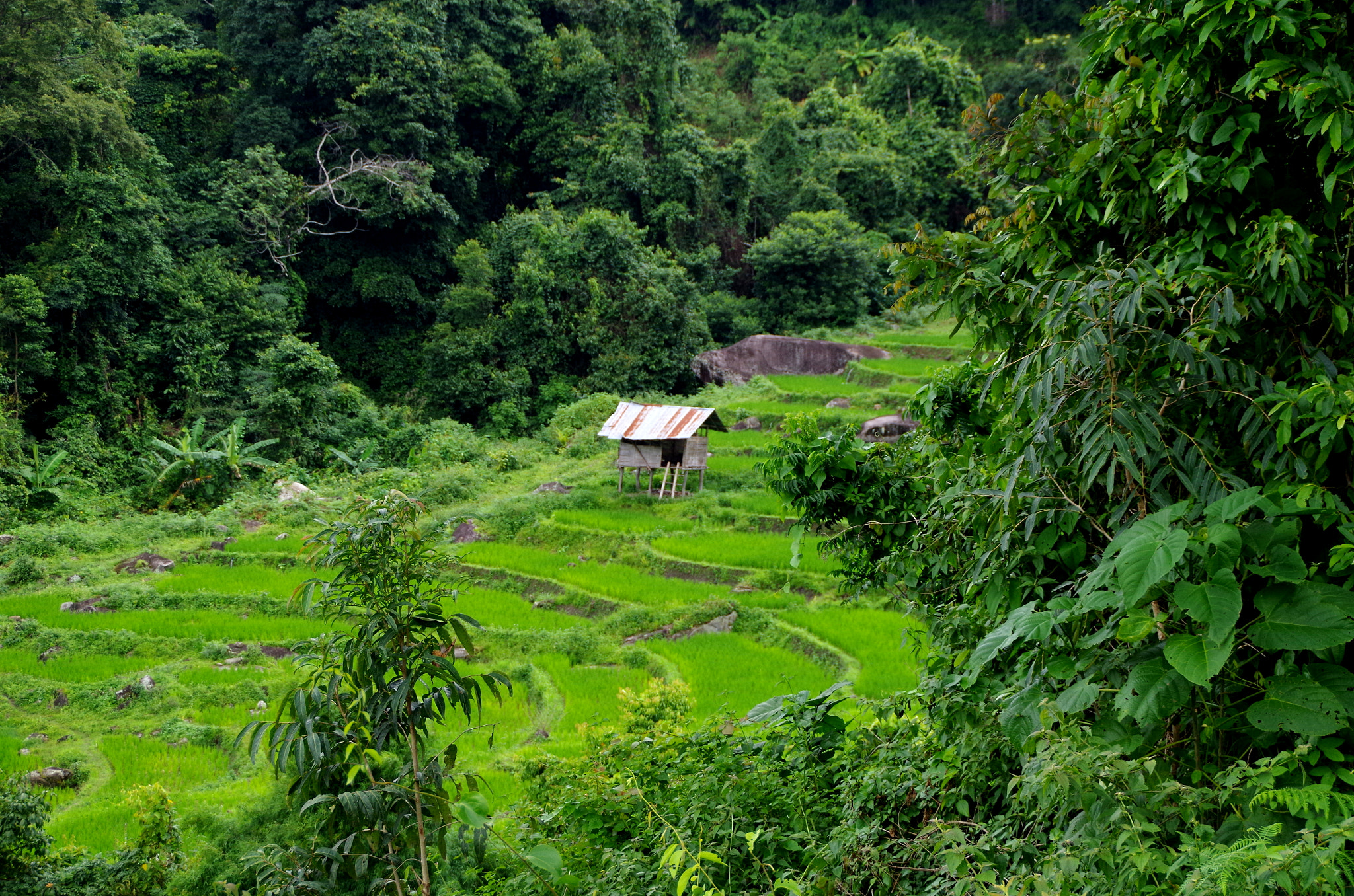 Pentax K-30 + Tamron AF 18-200mm F3.5-6.3 XR Di II LD Aspherical (IF) Macro sample photo. Rice hut photography