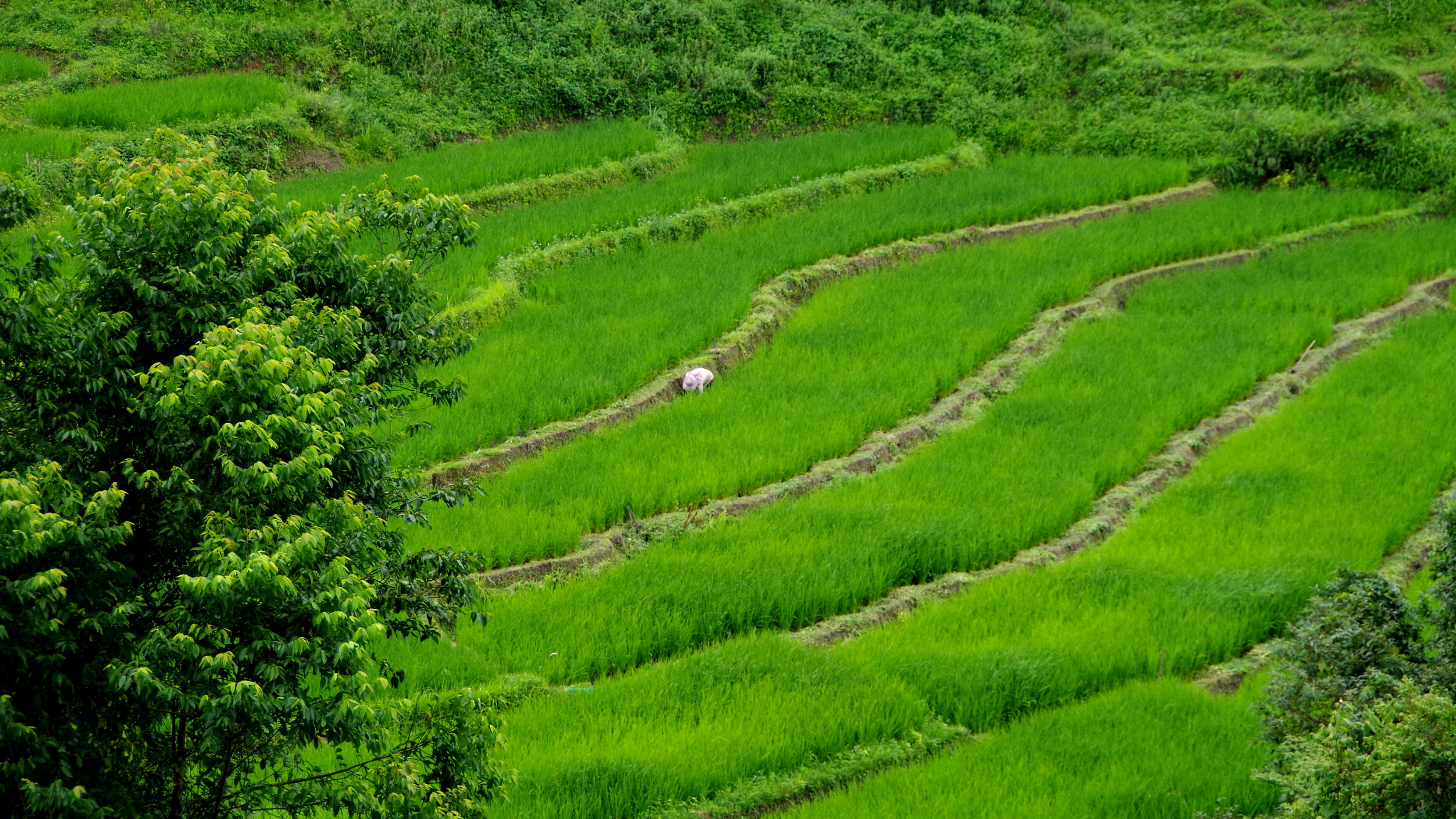Pentax K-30 sample photo. Rice field worker photography