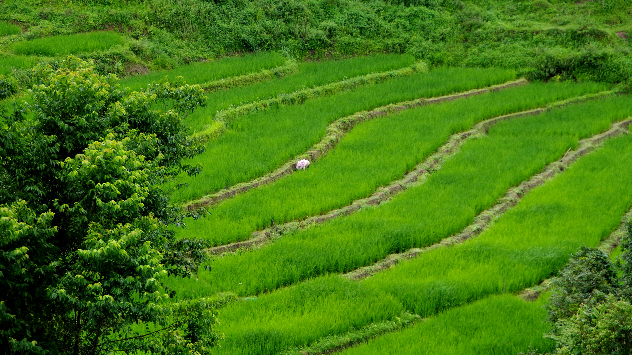 Pentax K-30 + Tamron AF 18-200mm F3.5-6.3 XR Di II LD Aspherical (IF) Macro sample photo. Rice field worker photography