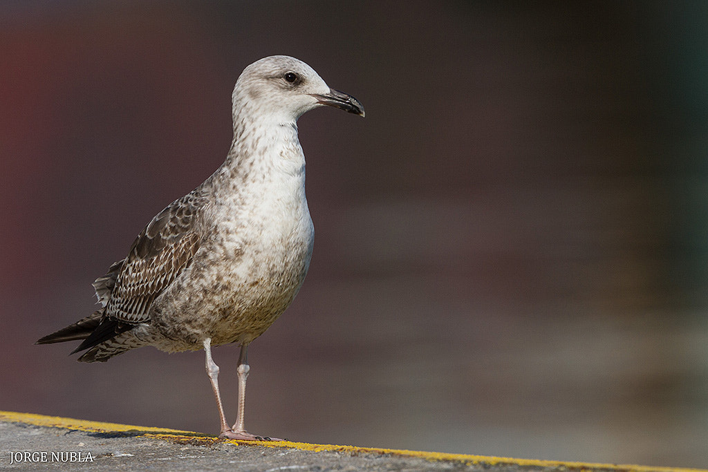 Canon EF 500mm F4L IS II USM sample photo. Gaviota sombría (larus fuscus). photography