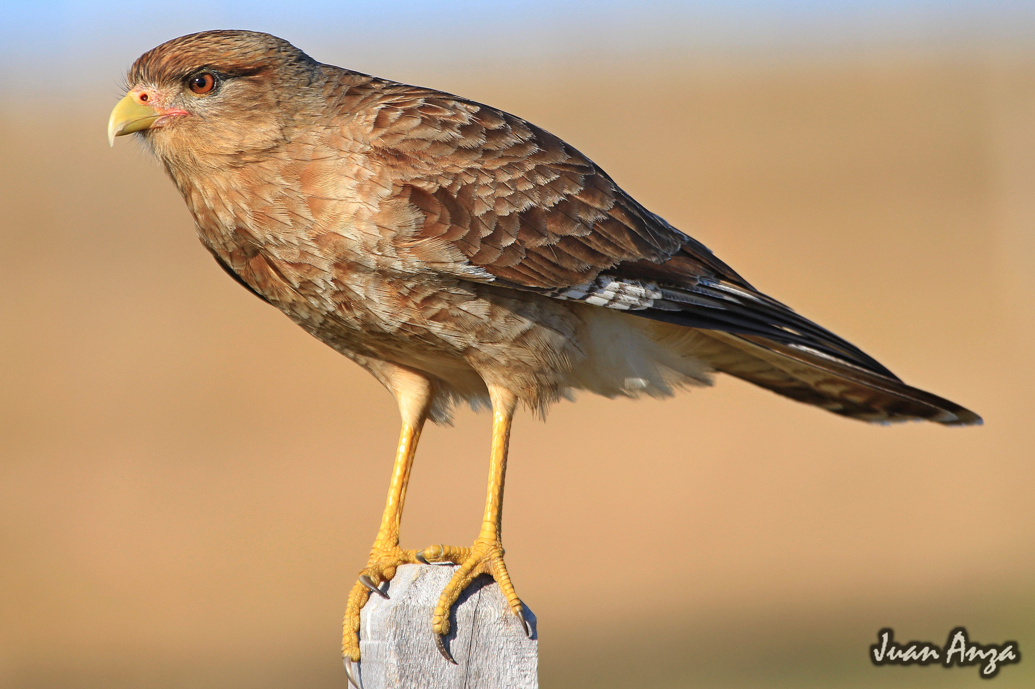 Canon EF 100-400mm F4.5-5.6L IS USM sample photo. Chimango caracara photography