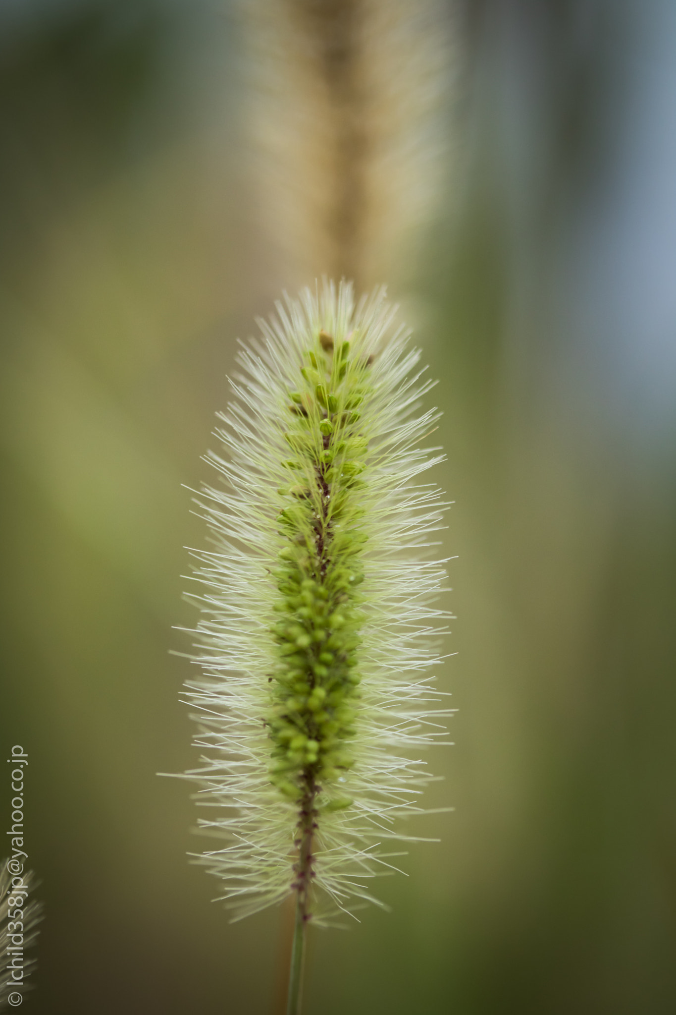 Canon EOS 760D (EOS Rebel T6s / EOS 8000D) + Canon EF-S 60mm F2.8 Macro USM sample photo. Foxtail photography