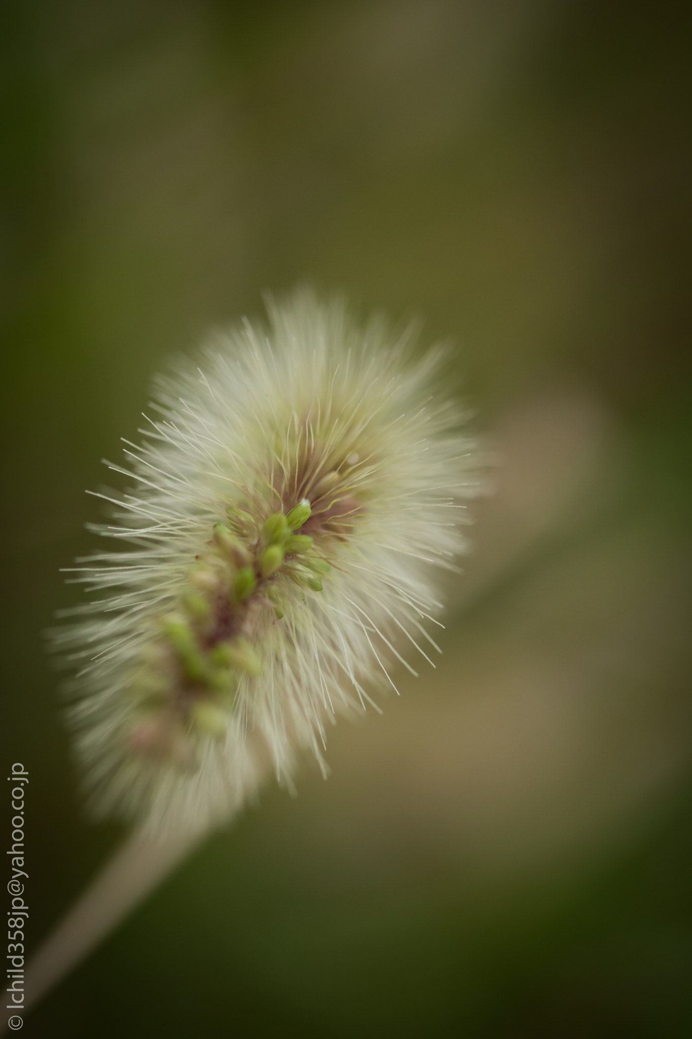 Canon EOS 760D (EOS Rebel T6s / EOS 8000D) + Canon EF-S 60mm F2.8 Macro USM sample photo. Foxtail photography