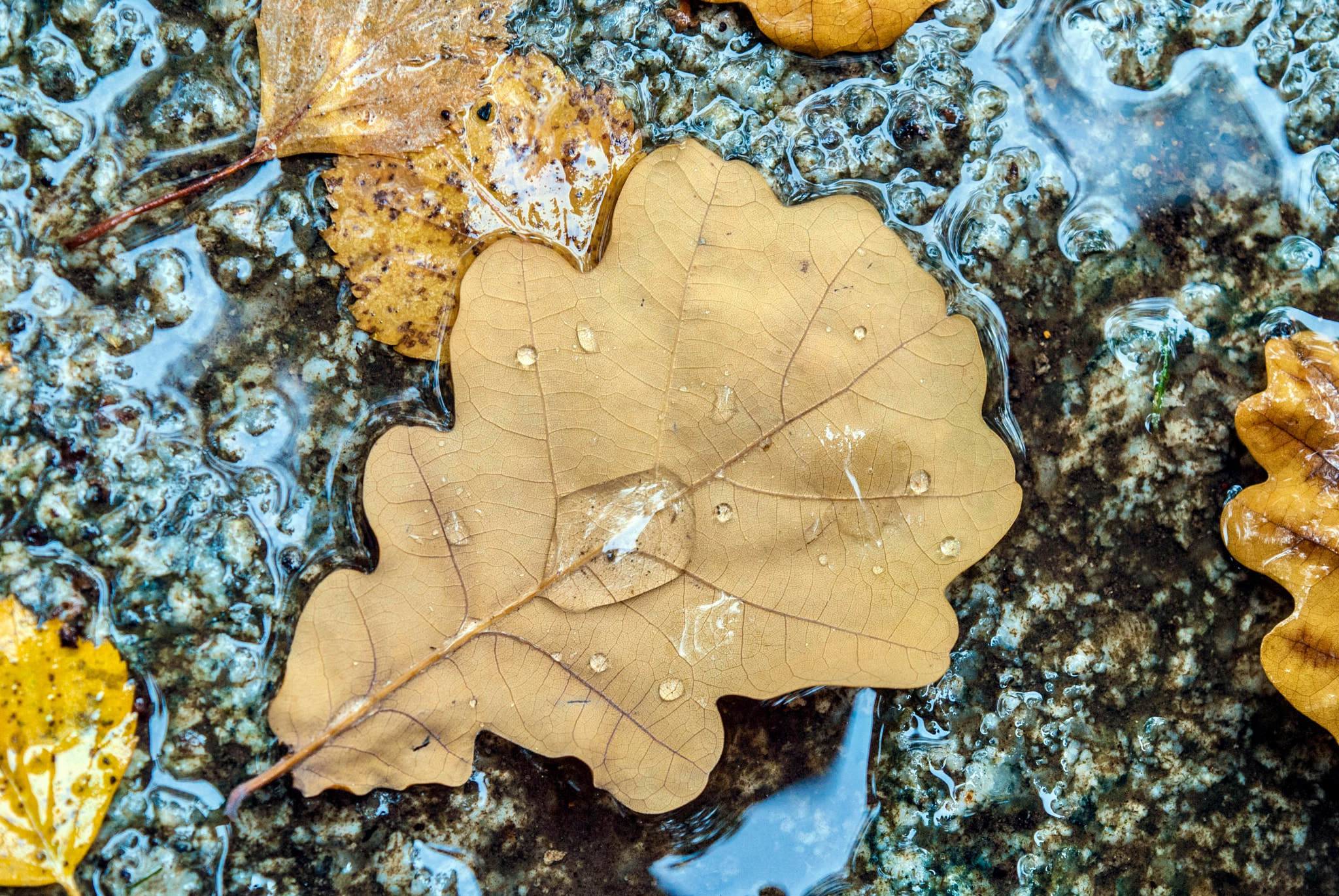 Nikon D3000 sample photo. Autumn photography