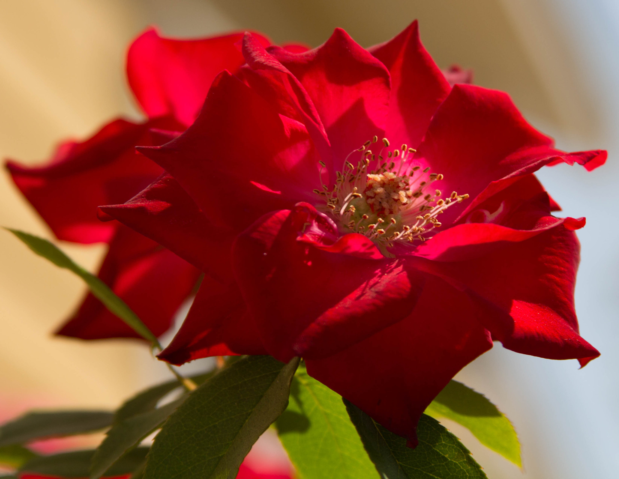 Canon EF 28-135mm F3.5-5.6 IS USM sample photo. Simple beauty photography