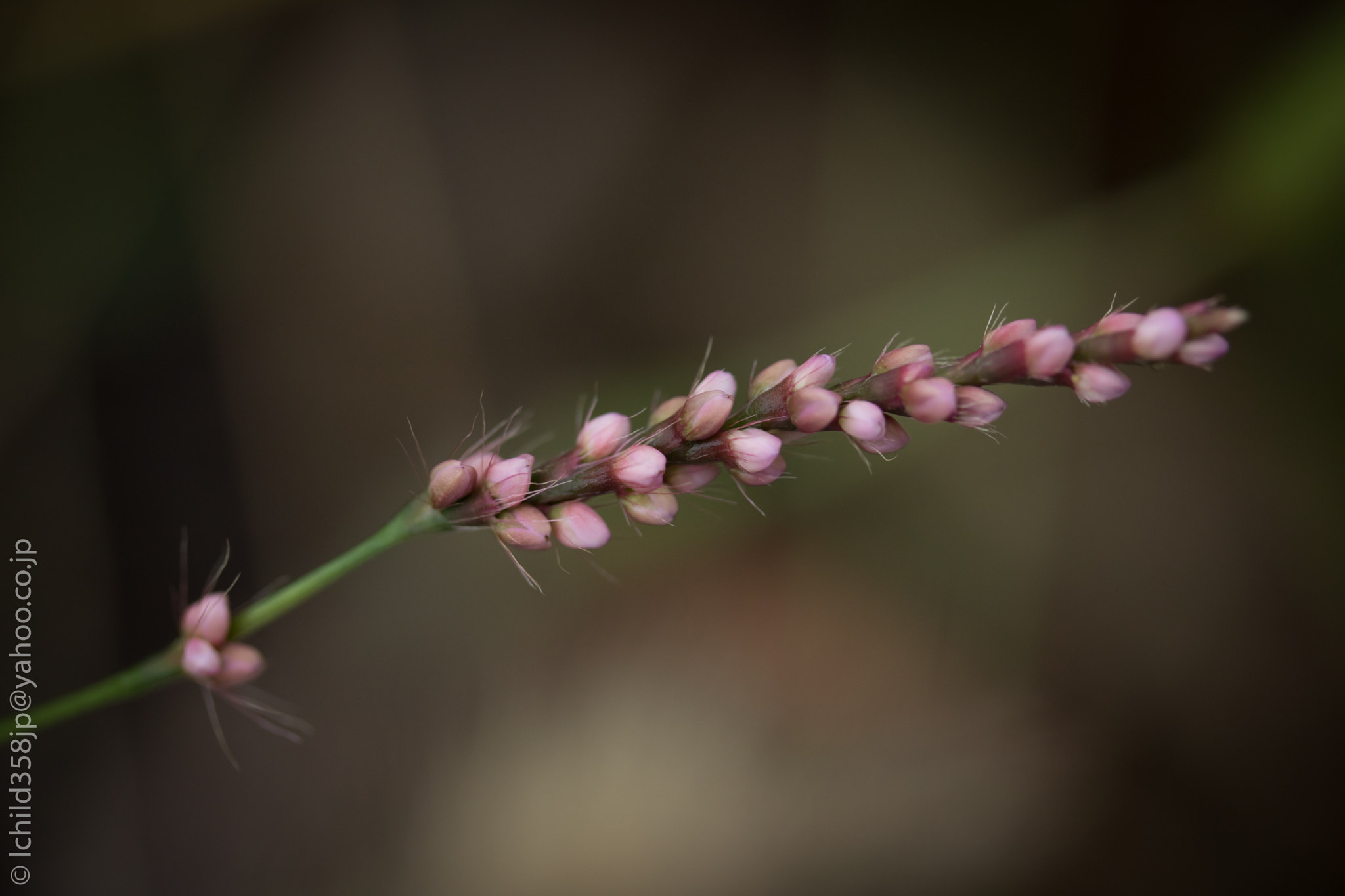 Canon EOS 760D (EOS Rebel T6s / EOS 8000D) + Canon EF-S 60mm F2.8 Macro USM sample photo. Wild flowers photography