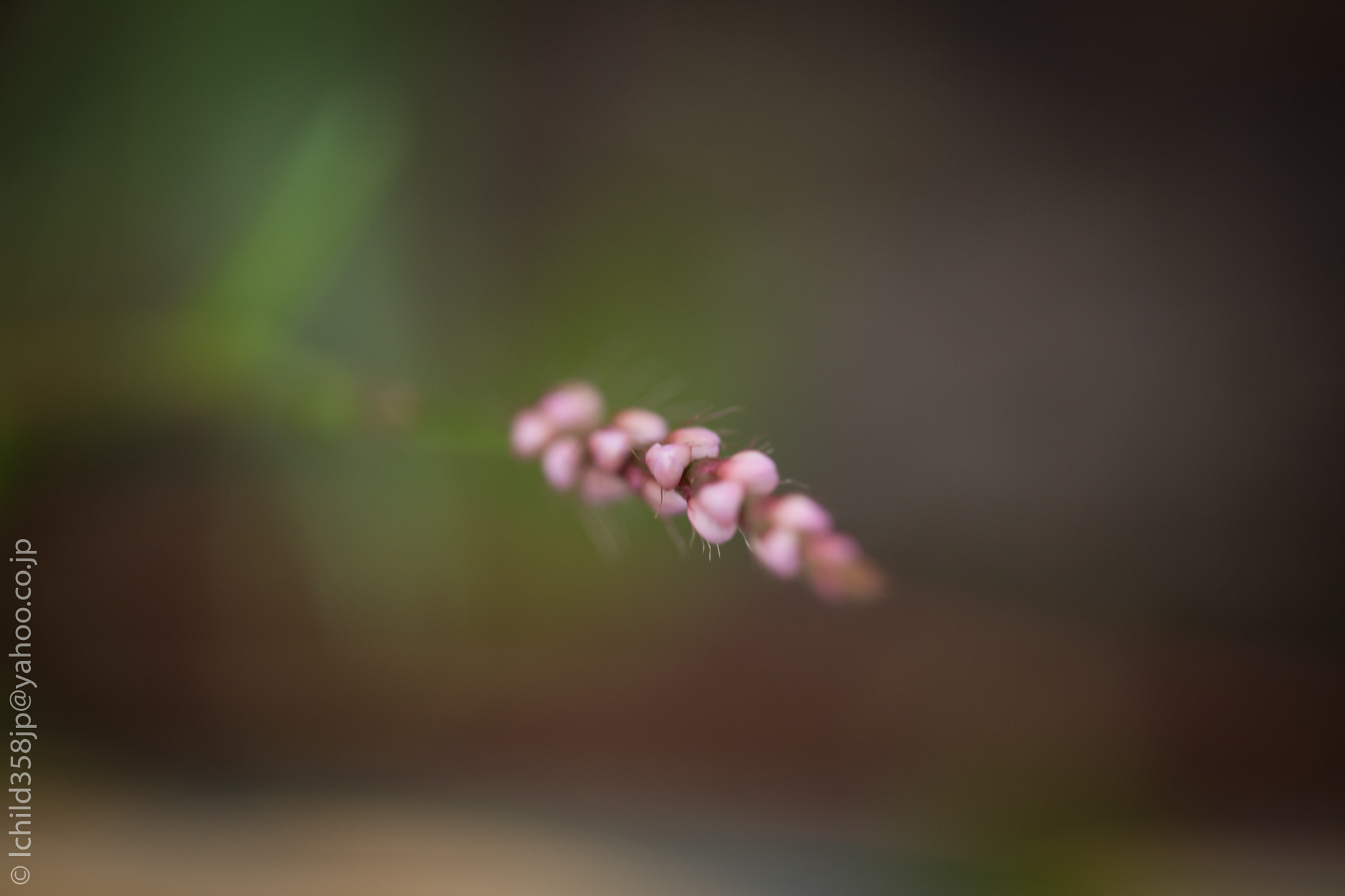 Canon EOS 760D (EOS Rebel T6s / EOS 8000D) + Canon EF-S 60mm F2.8 Macro USM sample photo. Wild flowers photography