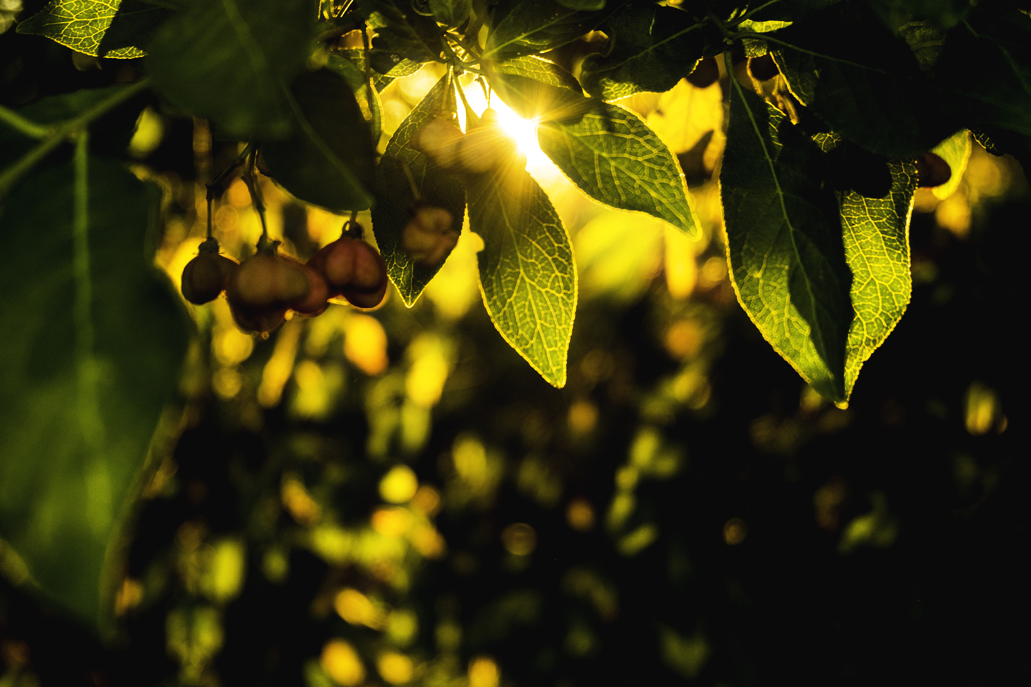Fujifilm XC 16-50mm F3.5-5.6 OIS sample photo. Leafs photography