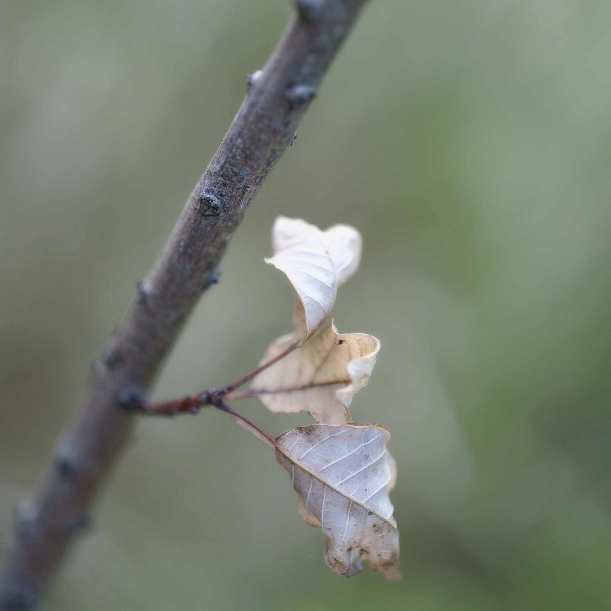 Nikon D3 sample photo