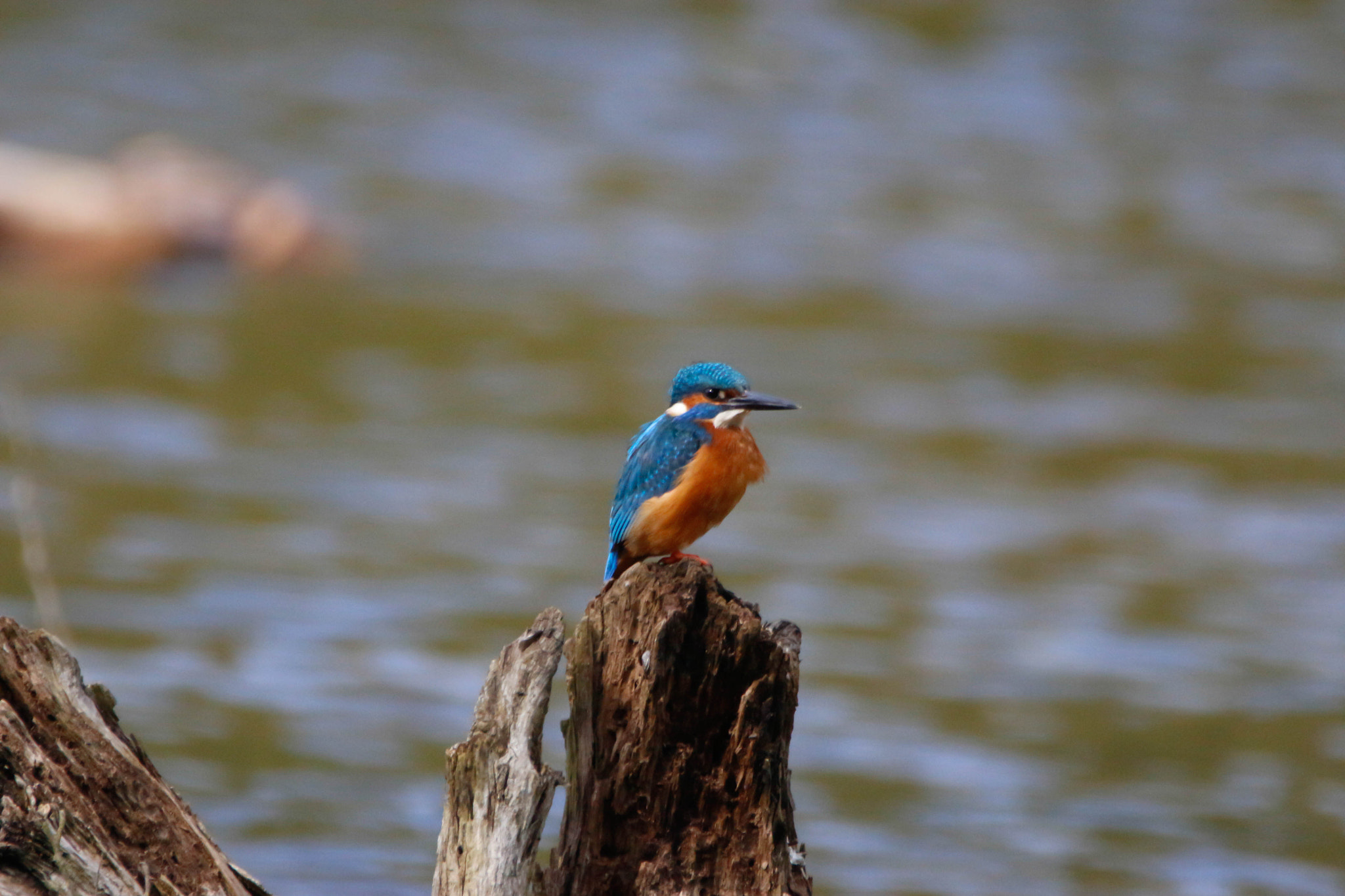 Sigma 150-600mm F5-6.3 DG OS HSM | S sample photo. Common kingfisher photography