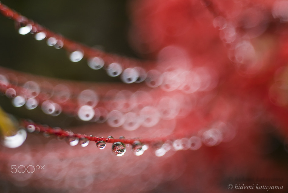 Minolta AF 50mm F3.5 Macro sample photo. Blur and water droplets photography