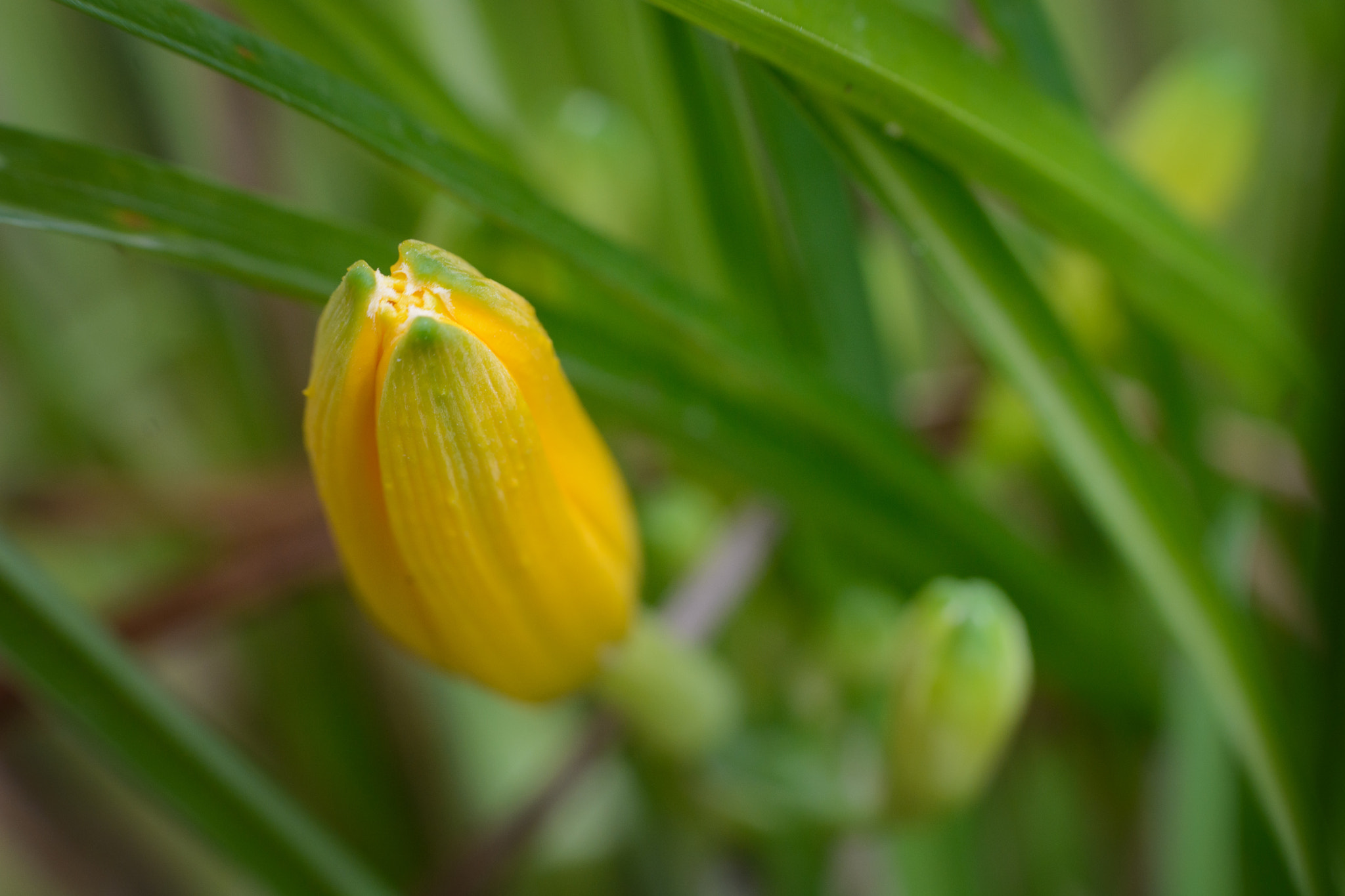 Sigma 50-150mm F2.8 EX APO DC OS HSM sample photo