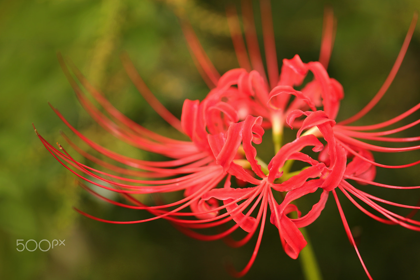 Canon EF 100mm F2.8L Macro IS USM sample photo. Red spider lily in a garden photography