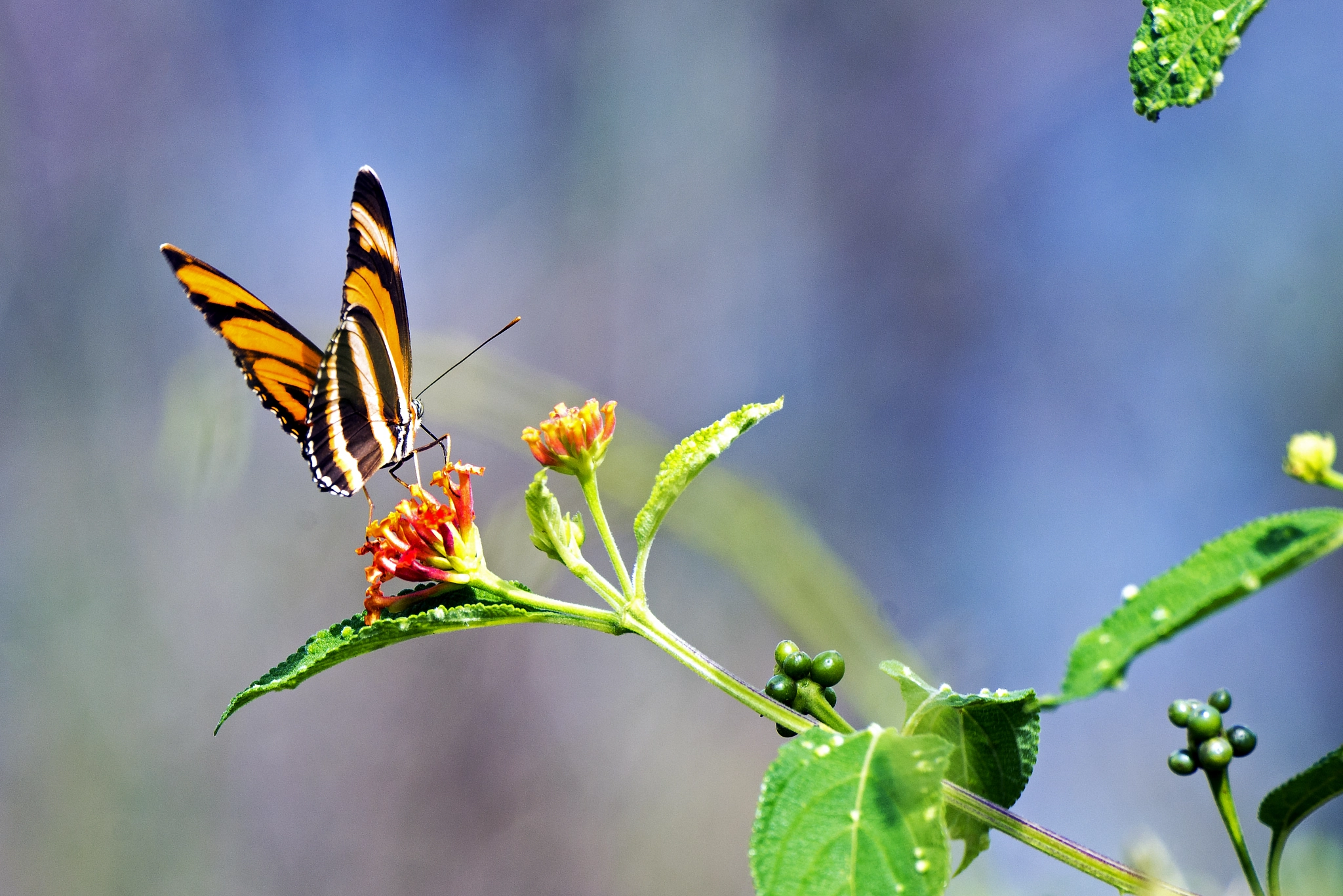 Nikon D600 sample photo. Jose rondon photography