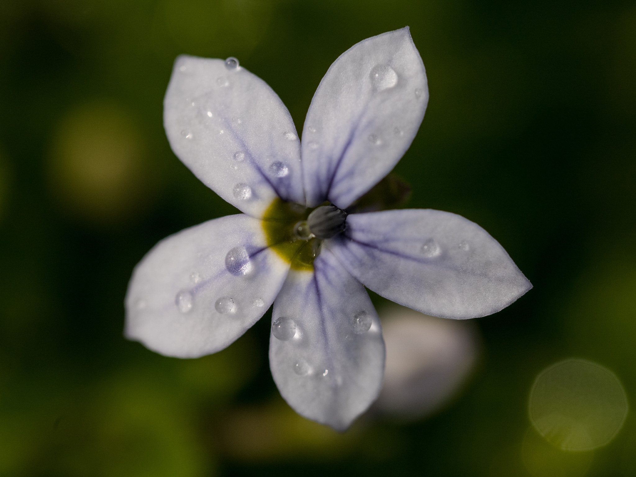 Panasonic Lumix DMC-GM1 sample photo. Droplet jewels photography