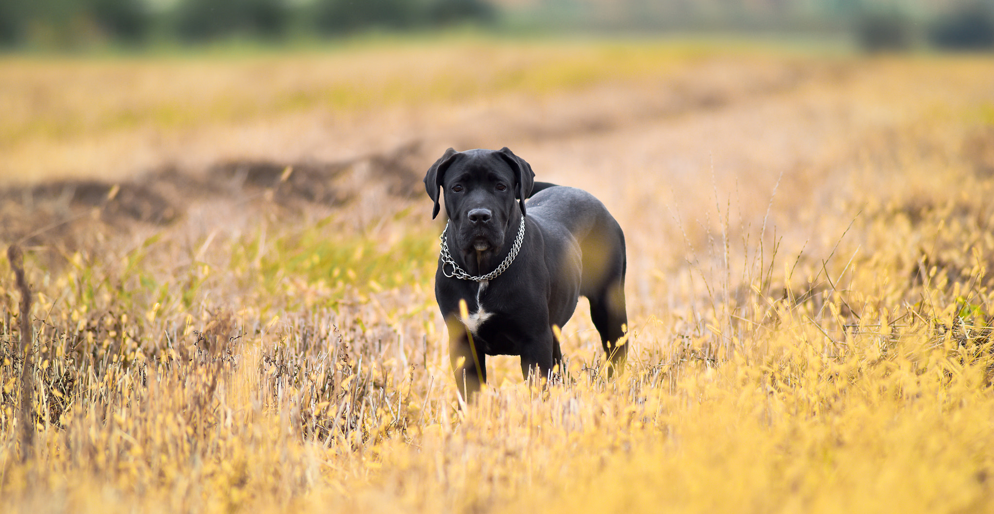 Nikon D810 + AF Nikkor 300mm f/4 IF-ED sample photo. Ben photography