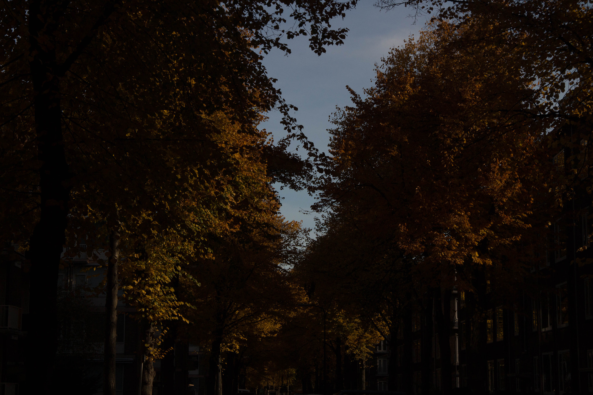Canon EF-S 17-85mm F4-5.6 IS USM sample photo. Herftst in rijswijk photography