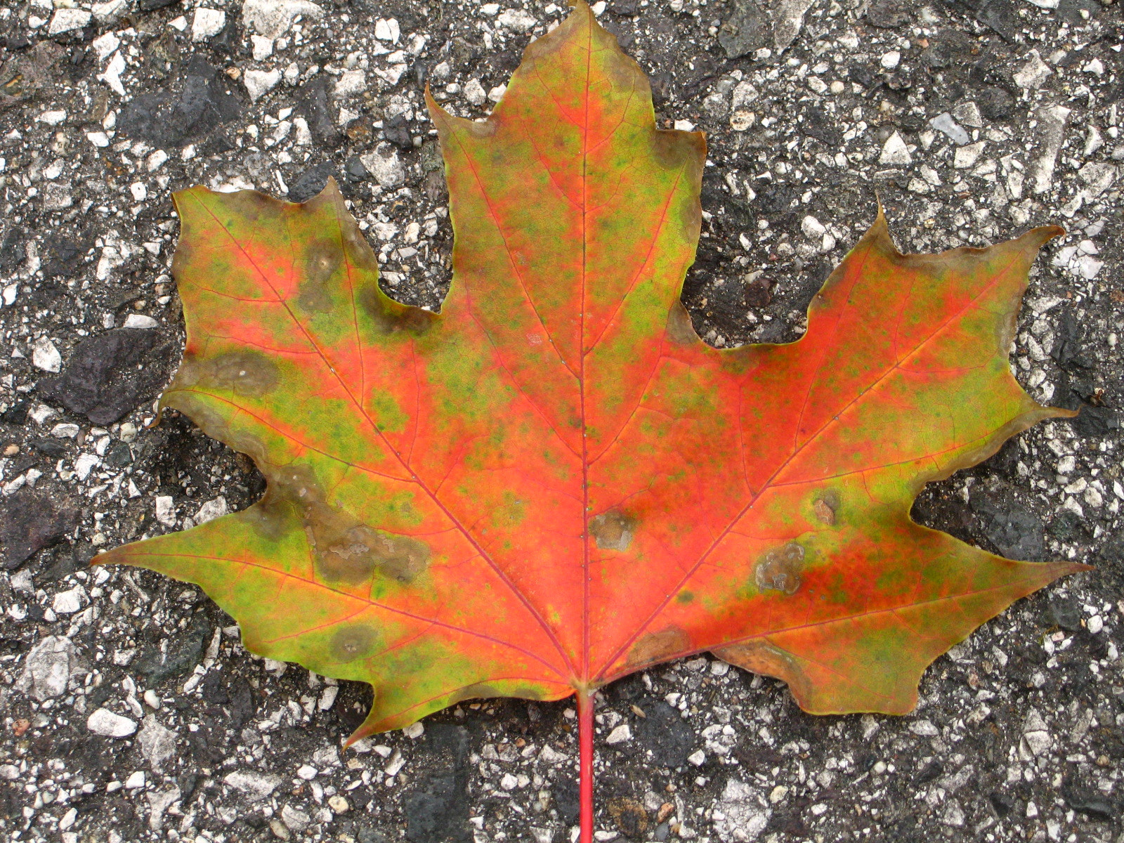 Canon POWERSHOT G6 sample photo. Leaf on the ground. photography