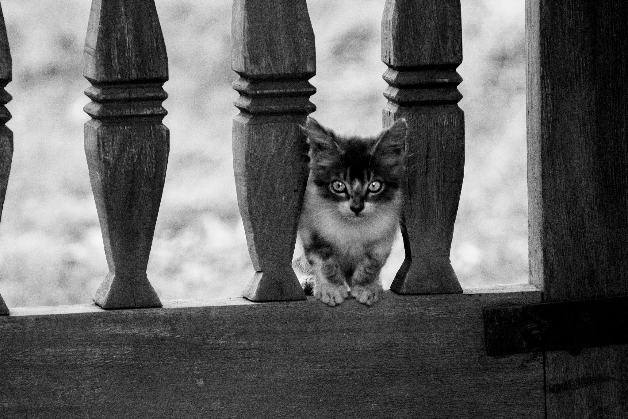 Canon EF 75-300mm f/4-5.6 USM sample photo. Cat photography