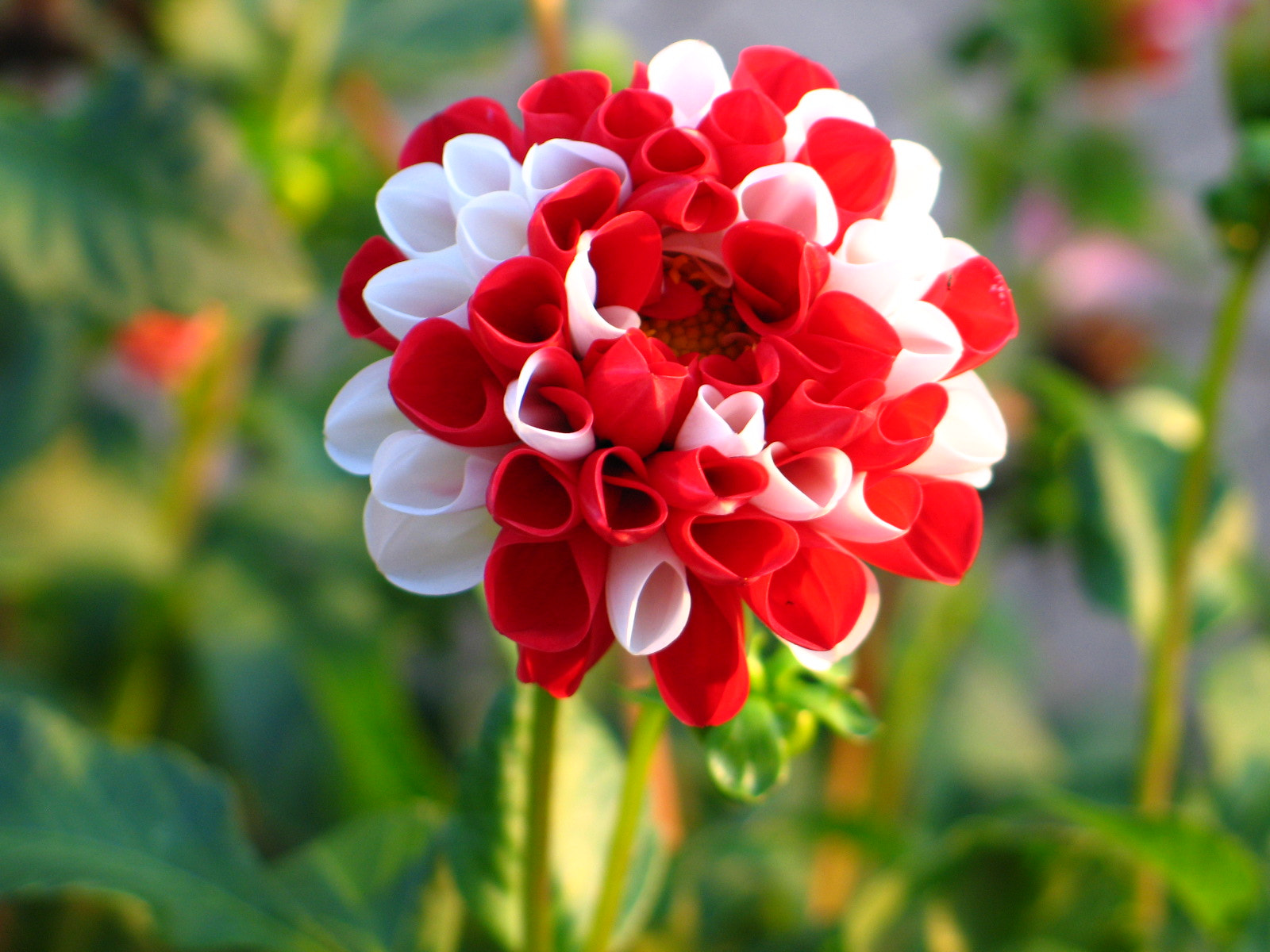 Canon POWERSHOT G6 sample photo. A nice dahlia flower. photography