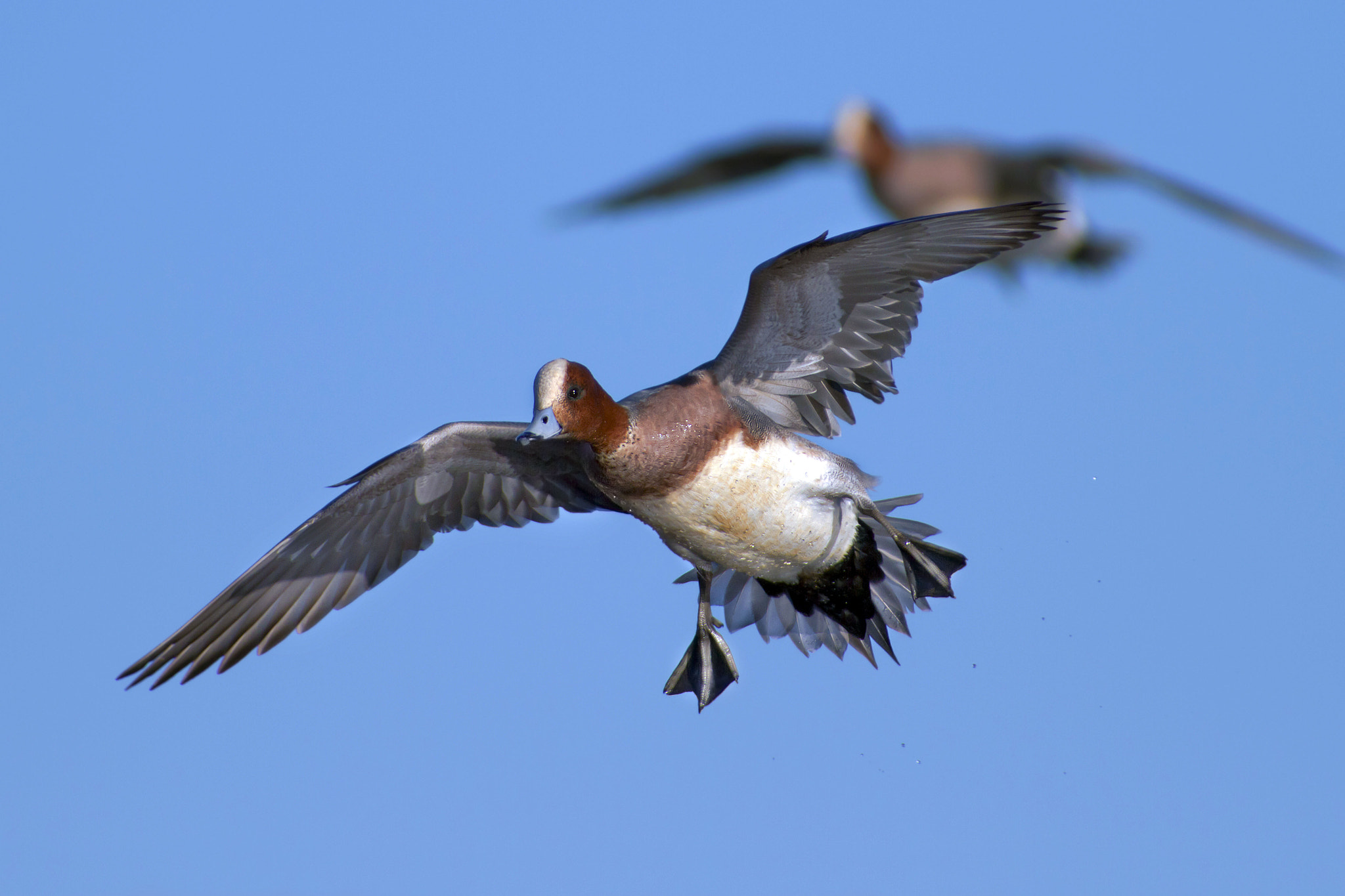 Canon EF 300mm f/2.8L + 2x sample photo. Widgeons photography