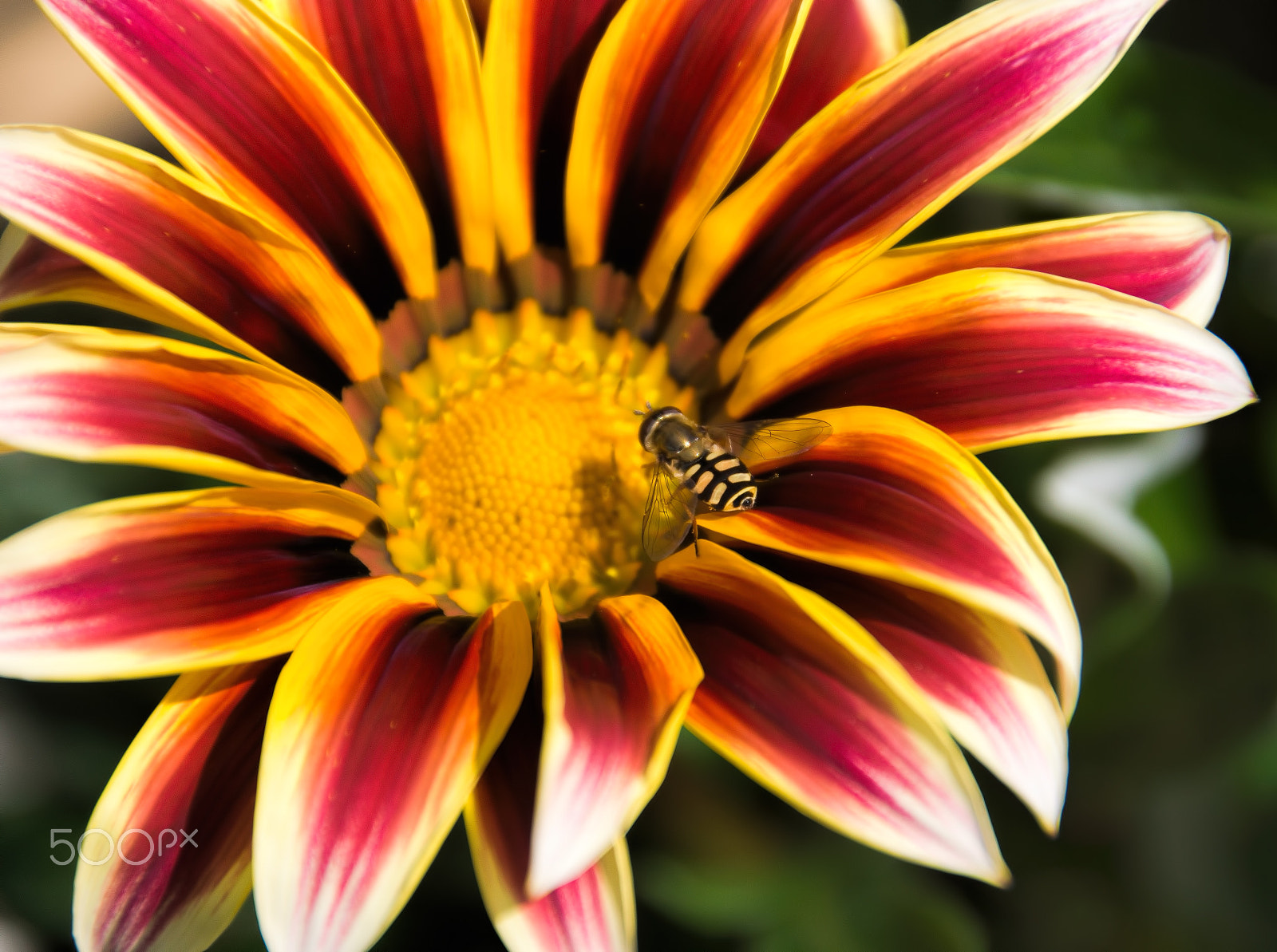 Sony SLT-A77 sample photo. A hoverfly on a gazania photography