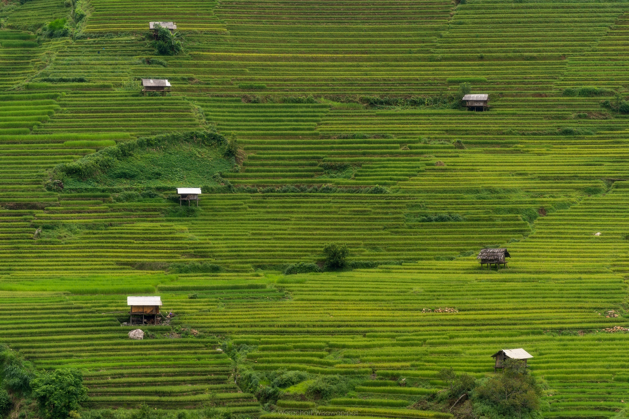Nikon Df sample photo. Mu cang chai rice terraces photography