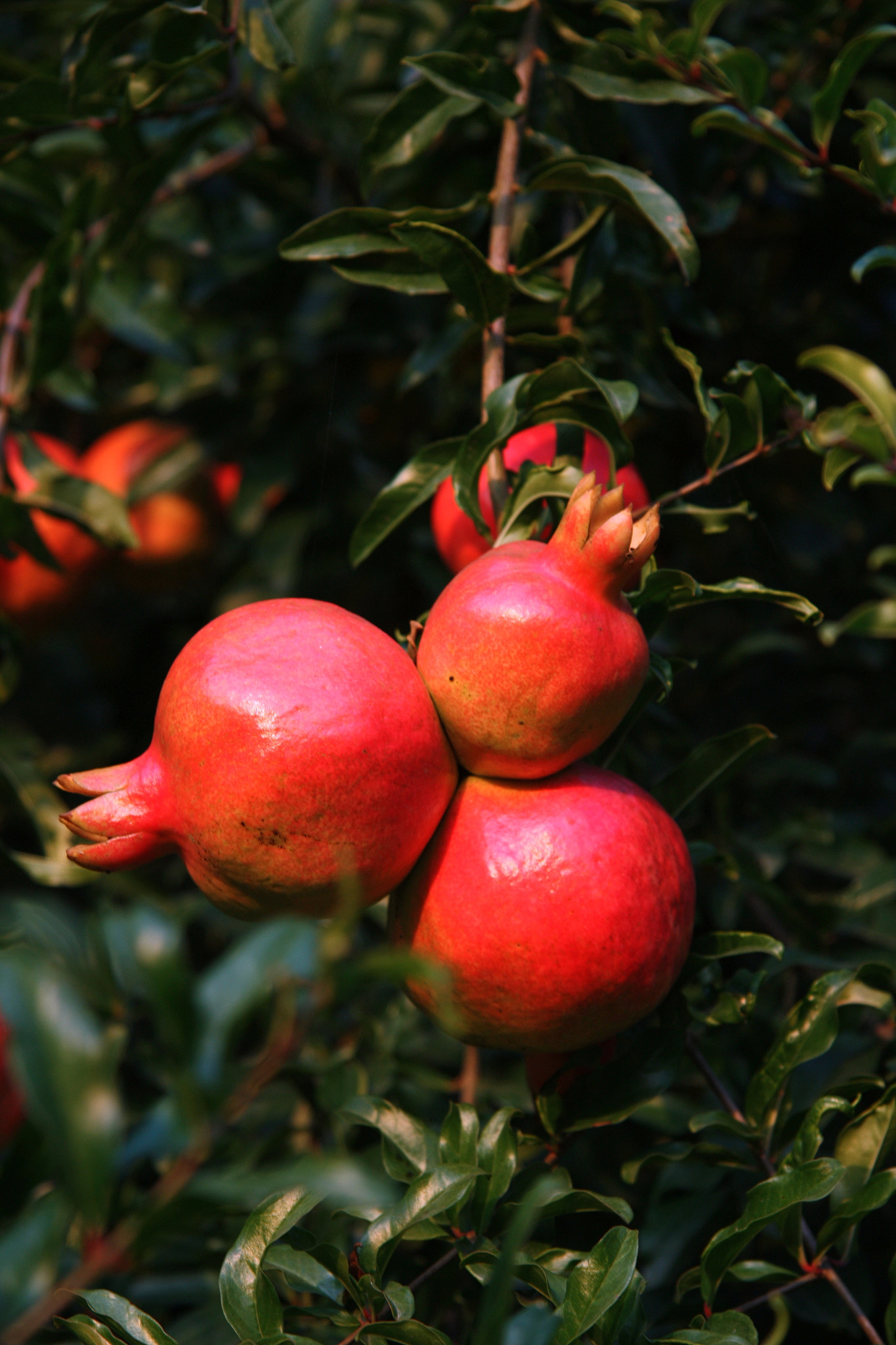 Canon EF-S 17-85mm F4-5.6 IS USM sample photo. Pomegranate photography