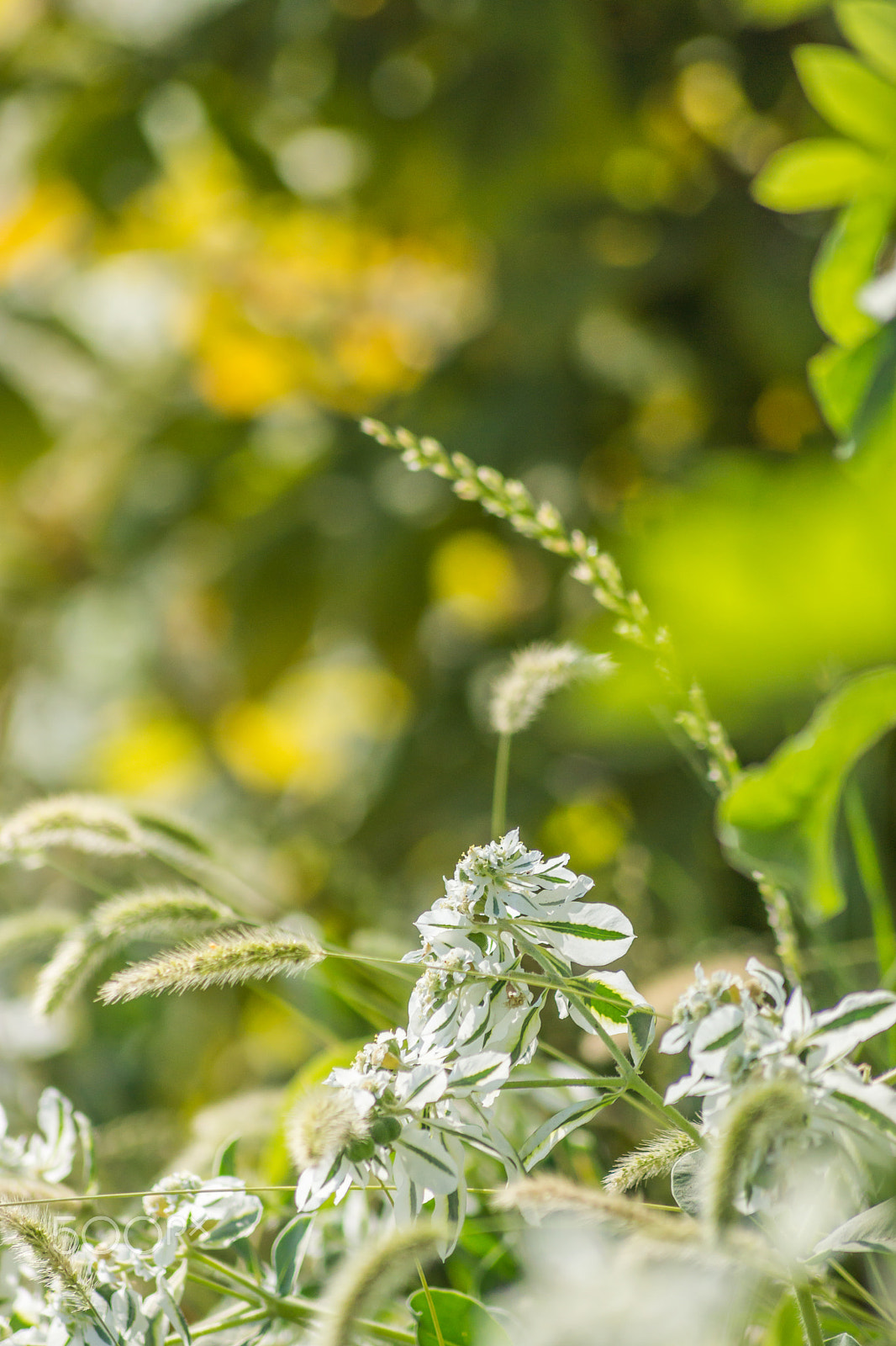 Sony SLT-A65 (SLT-A65V) + Tamron AF 55-200mm F4-5.6 Di II LD Macro sample photo. Summer beauty photography