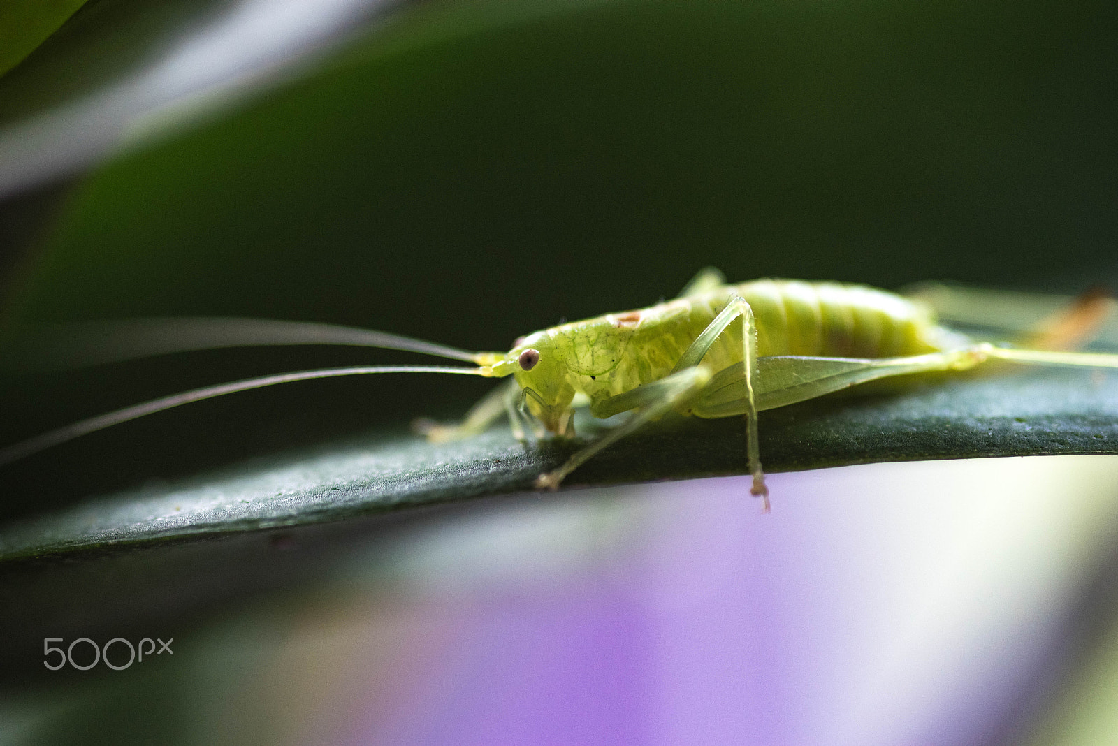 Pentax K-1 sample photo. Grasshopper photography