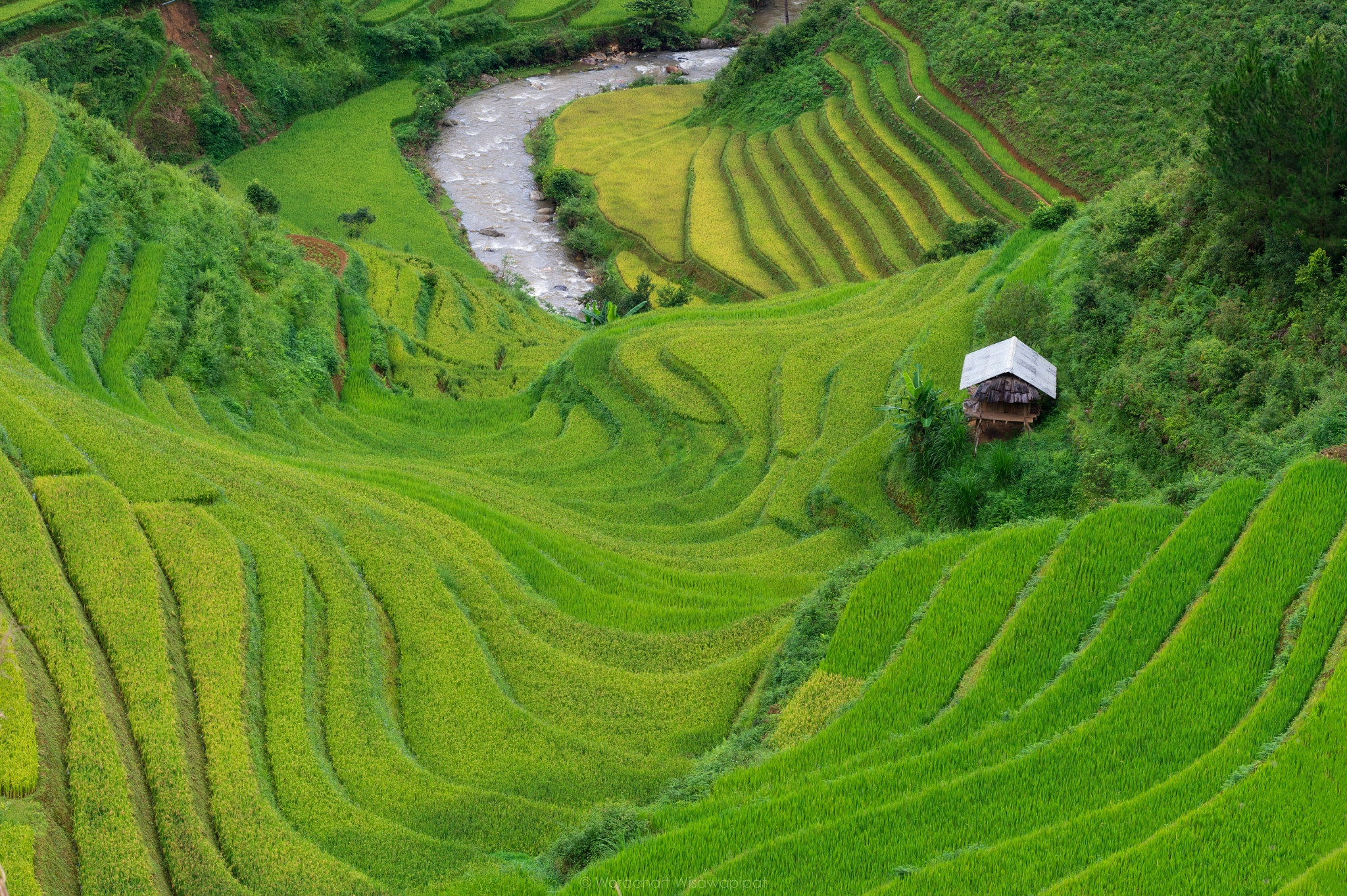 Nikon Df sample photo. Wavy rice terraced rice paddy fields photography