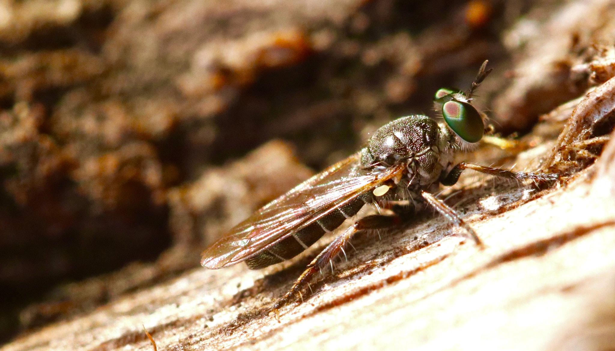 Canon EOS 80D + Canon EF 100mm F2.8L Macro IS USM sample photo. Biting fly photography