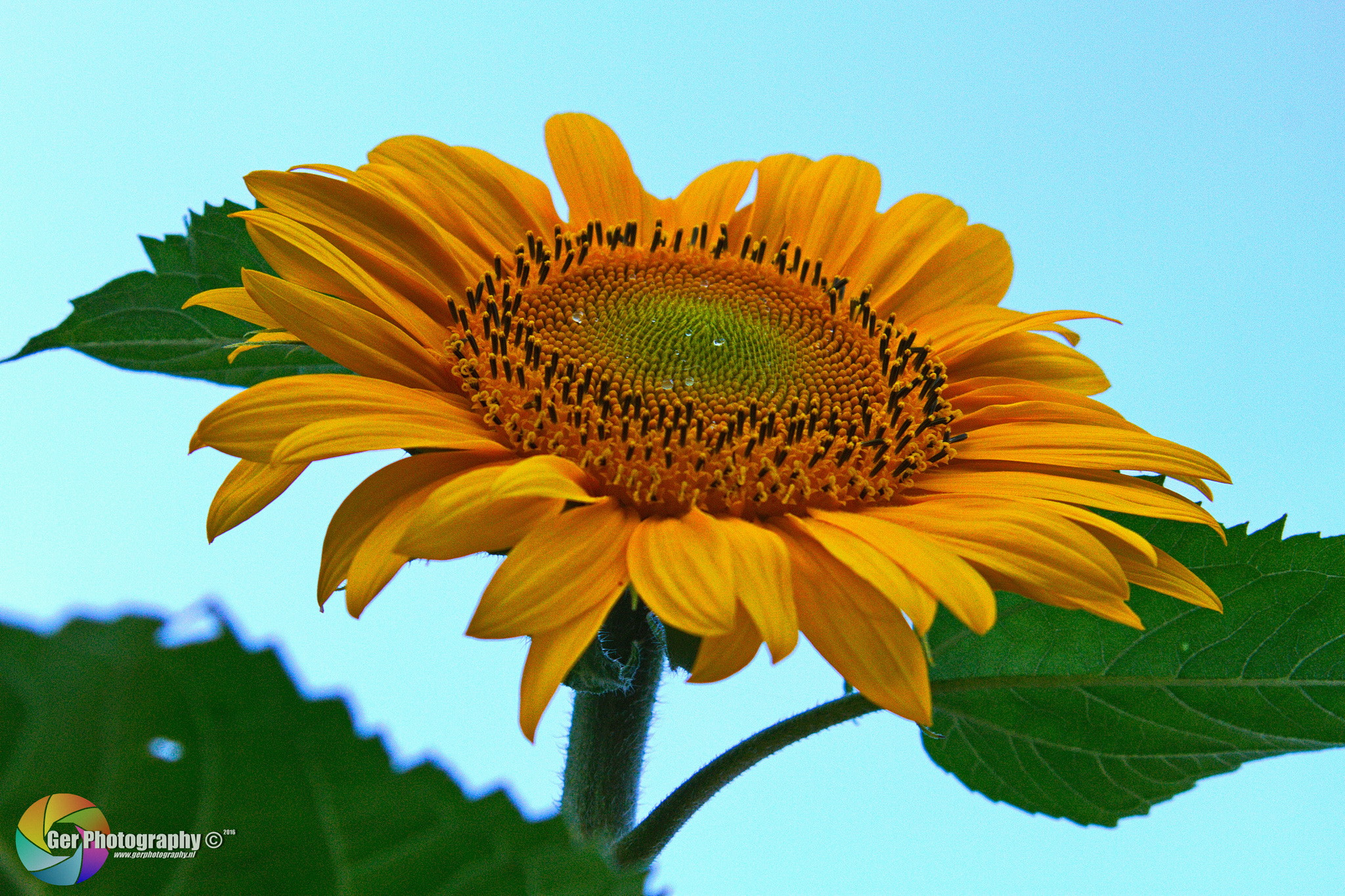 Canon EOS 7D + Tamron AF 28-300mm F3.5-6.3 XR Di LD Aspherical (IF) Macro sample photo. Sunflower photography