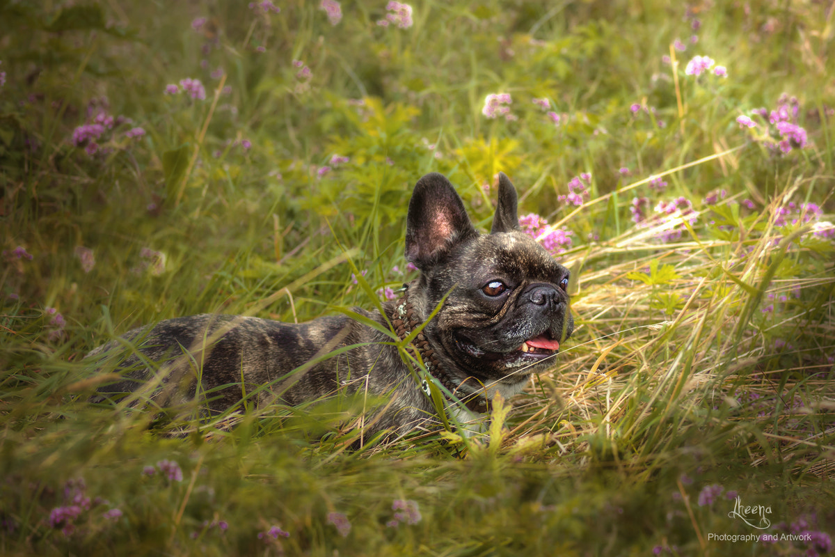 Olympus OM-D E-M1 + OLYMPUS 50mm Lens sample photo. The last bit of summer... photography