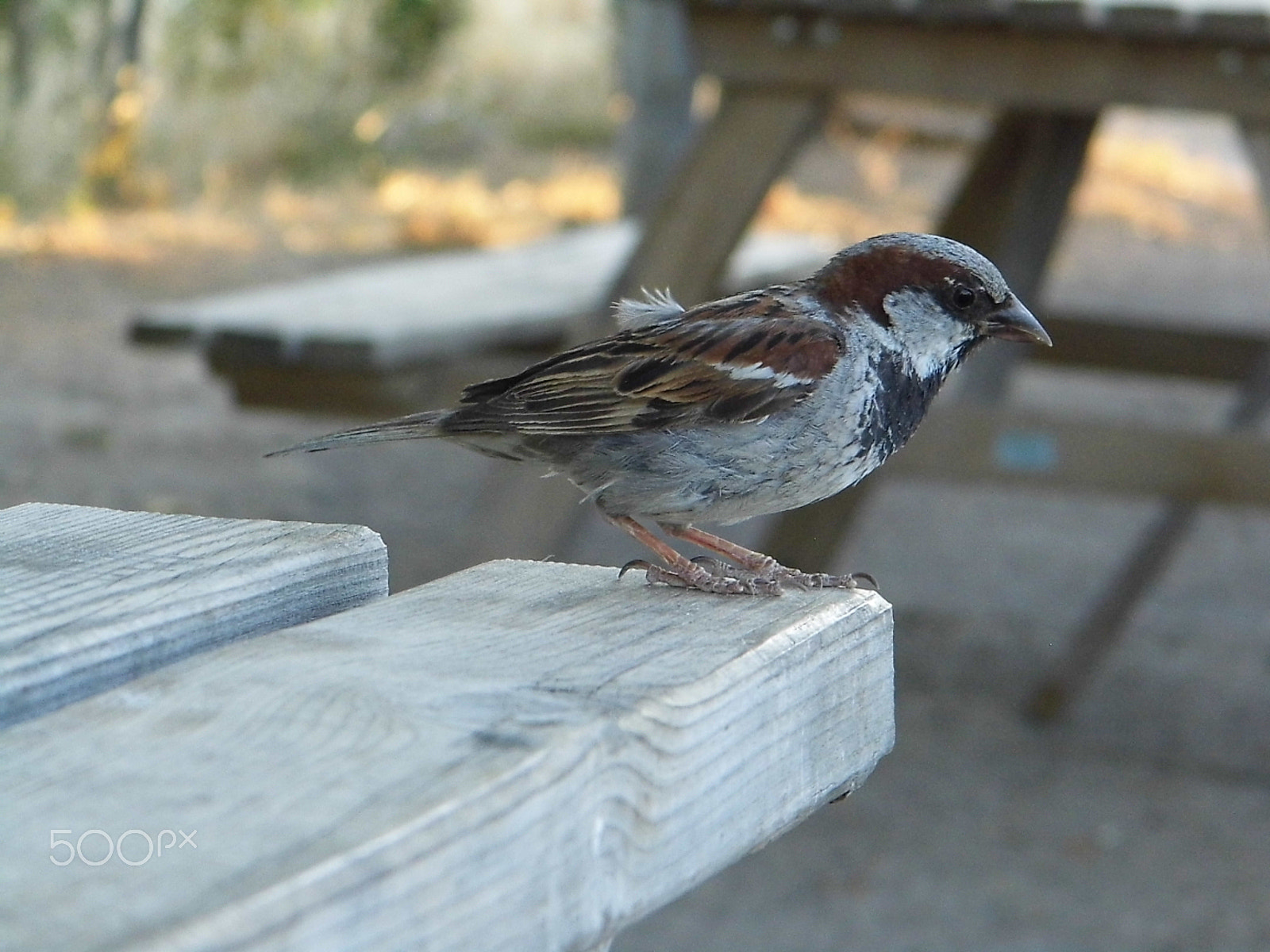 Panasonic Lumix DMC-LZ20 sample photo. Bird photography