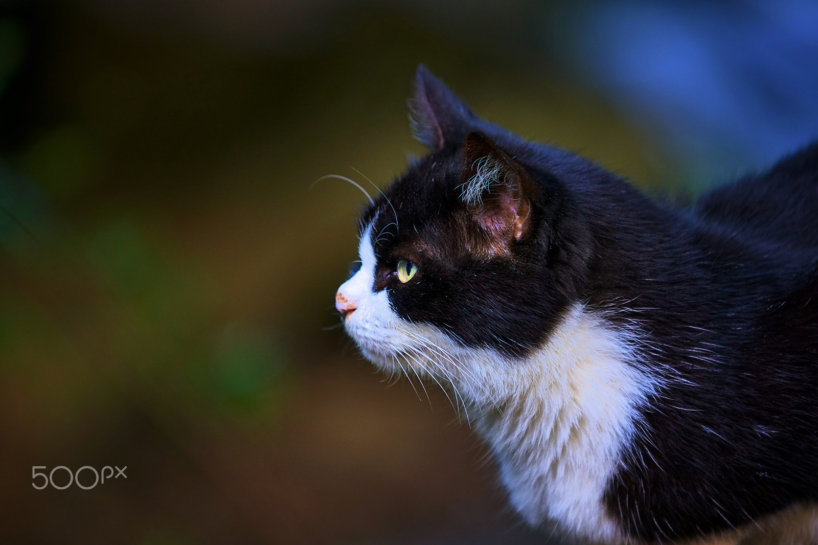 Sony ILCA-77M2 + Minolta/Sony AF 70-200mm F2.8 G sample photo. Gaze photography