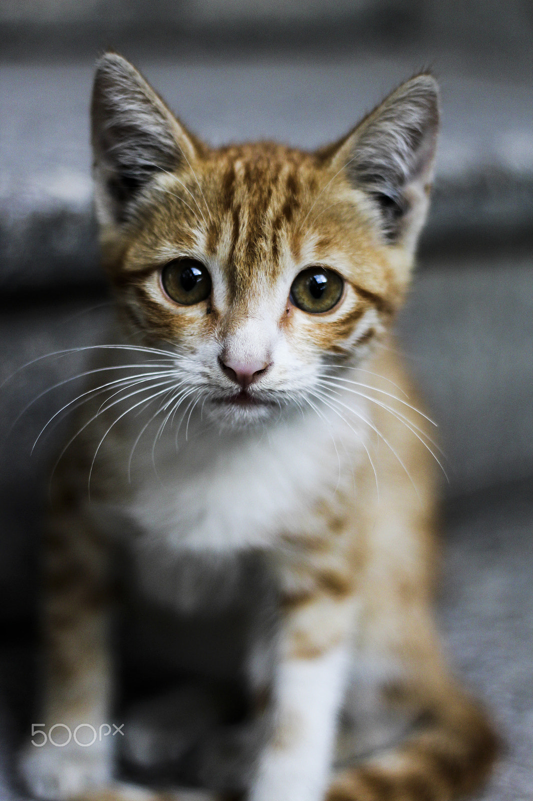 Canon EOS 650D (EOS Rebel T4i / EOS Kiss X6i) + Canon EF 50mm F1.8 II sample photo. Surprised cat photography