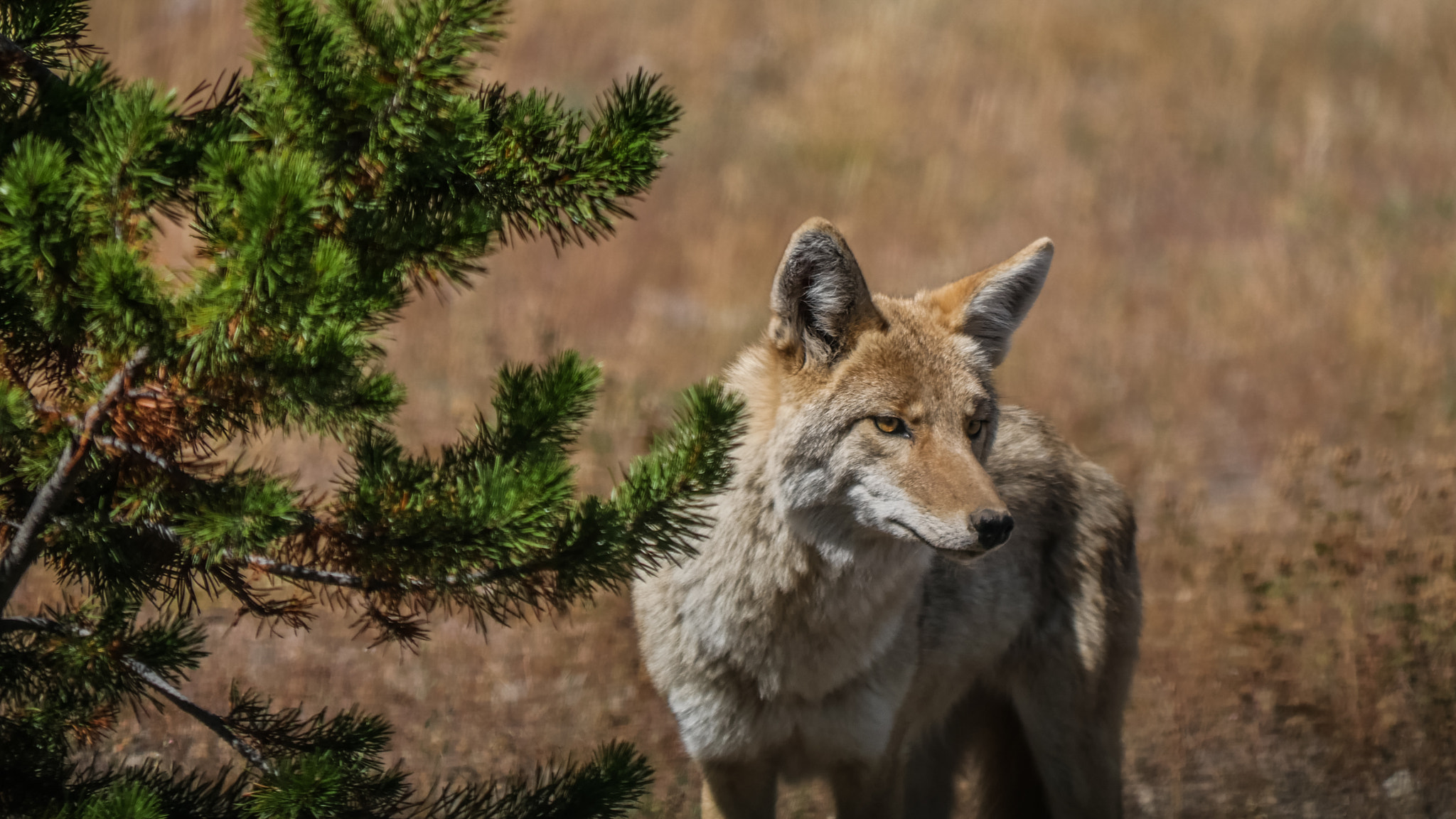 Panasonic Lumix DMC-GH4 sample photo. Yellowstone and grand teton park photography