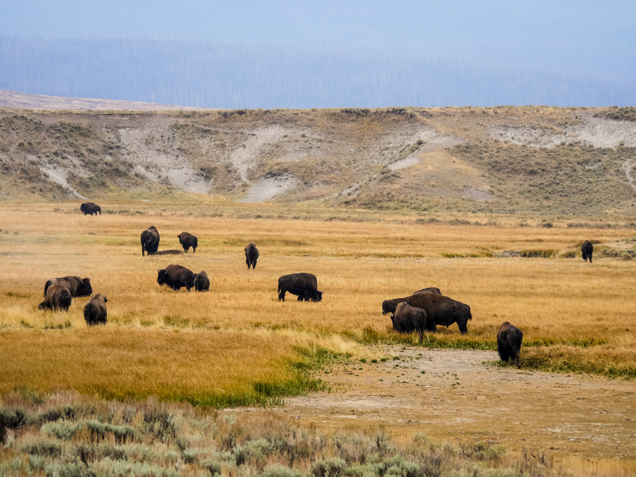 Panasonic Lumix DMC-GH4 sample photo. Yellowstone and grand teton park photography
