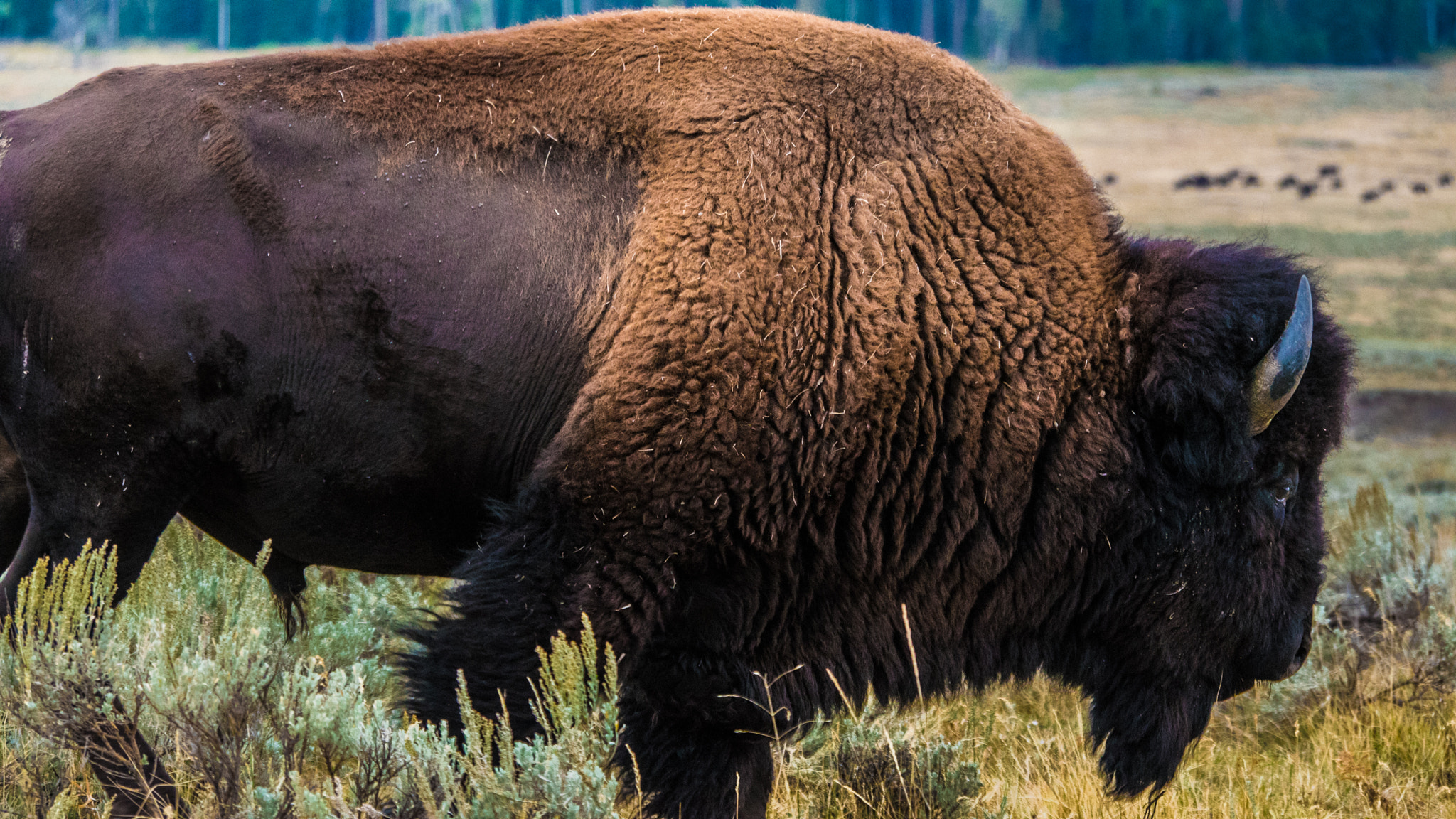 Panasonic Lumix DMC-GH4 sample photo. Yellowstone and grand teton park photography
