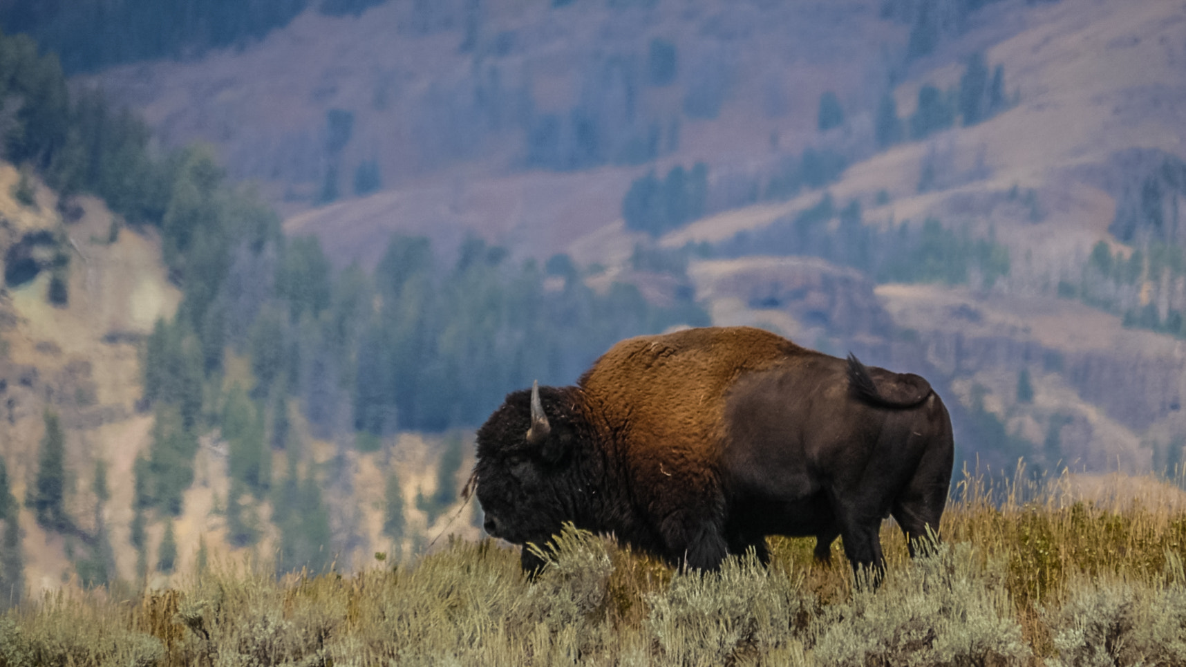 Panasonic Lumix DMC-GH4 sample photo. Yellowstone and grand teton park photography