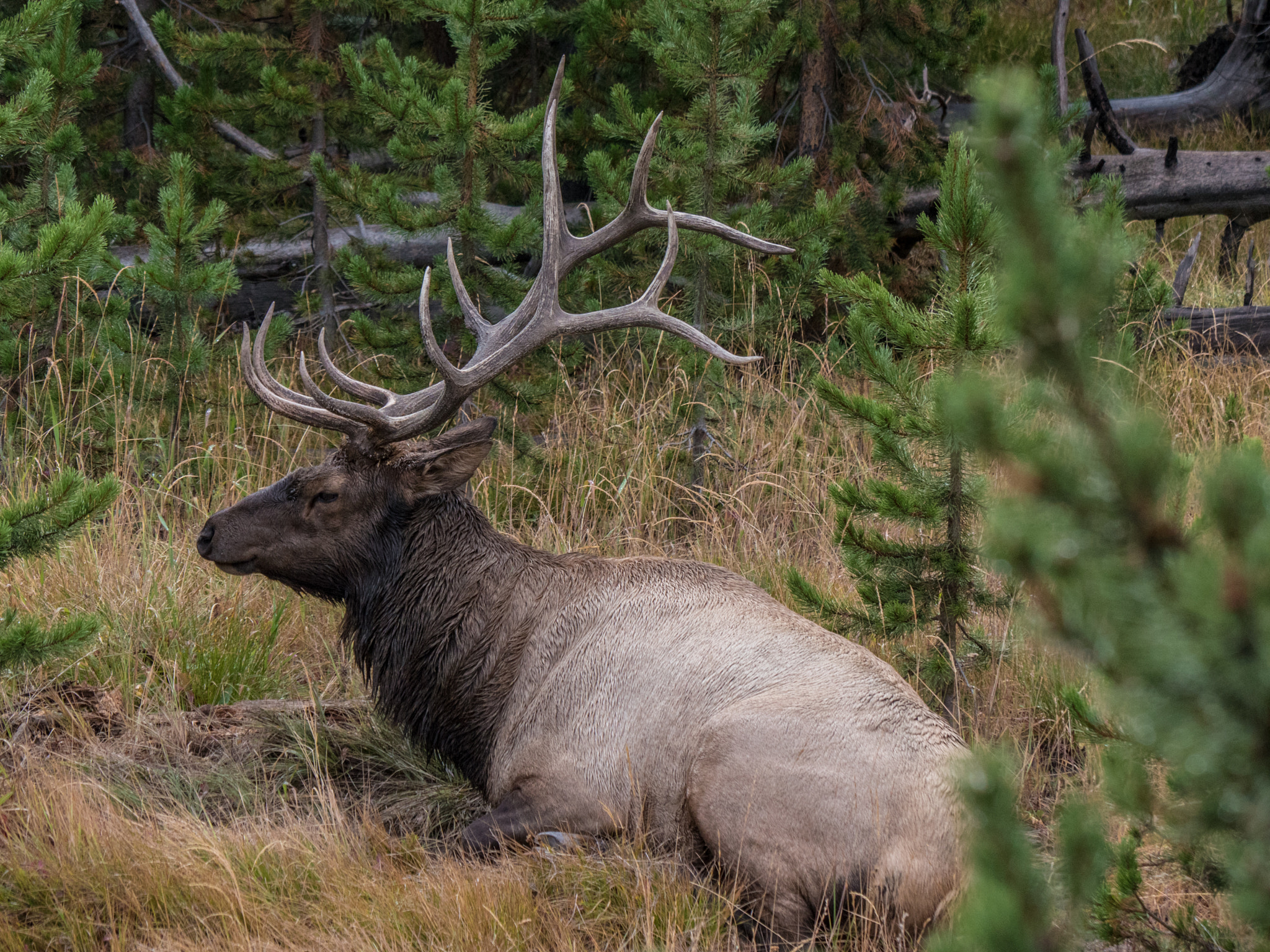 Panasonic Lumix DMC-GH4 sample photo. Yellowstone and grand teton park photography